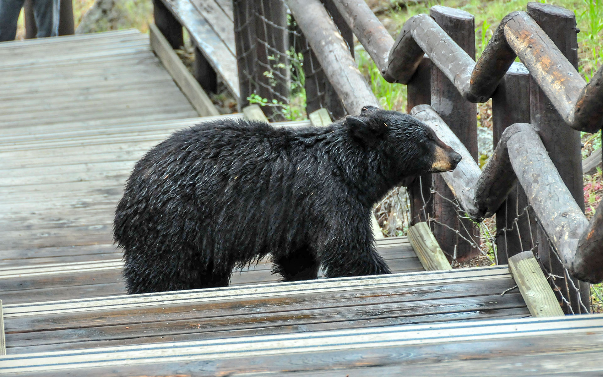 2017.06_Bear_Tower-Fall_Yellowstone-National-Park_Wyoming_USA_04