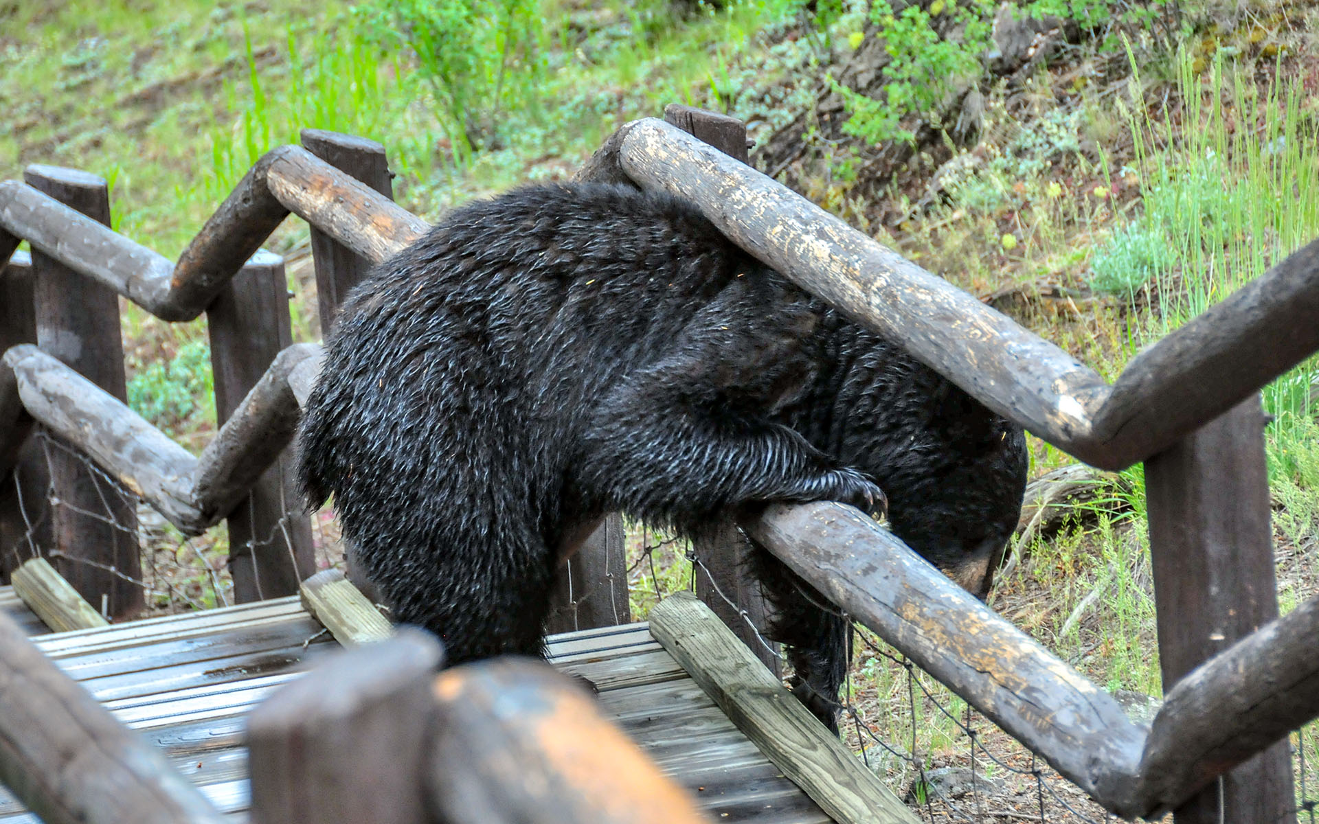 2017.06_Bear_Tower-Fall_Yellowstone-National-Park_Wyoming_USA_05