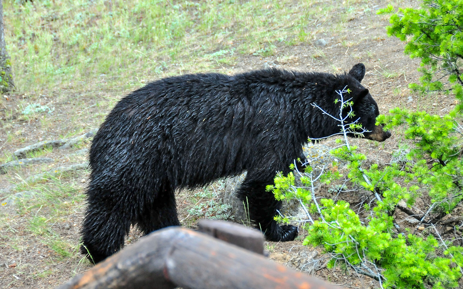 2017.06_Bear_Tower-Fall_Yellowstone-National-Park_Wyoming_USA_06