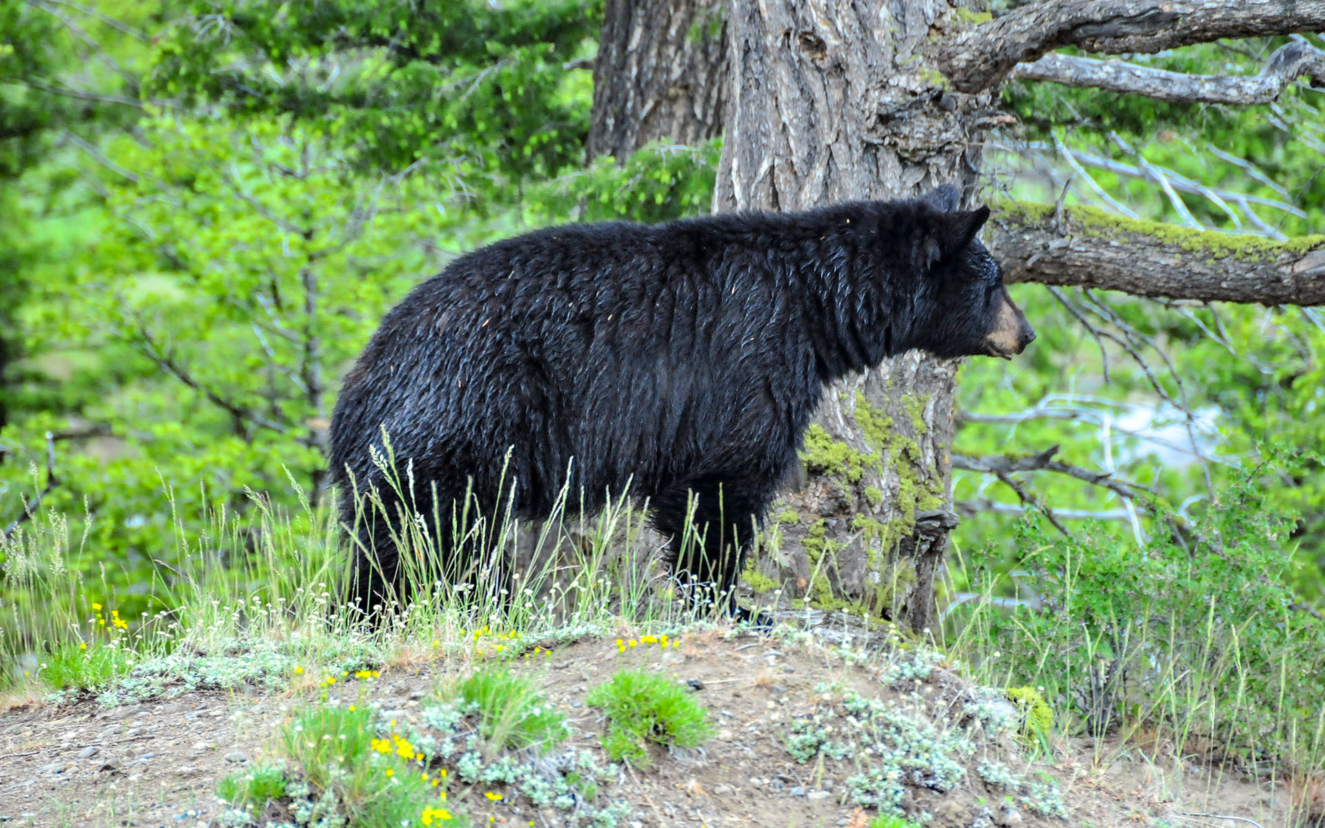 2017.06_Bear_Tower-Fall_Yellowstone-National-Park_Wyoming_USA_07