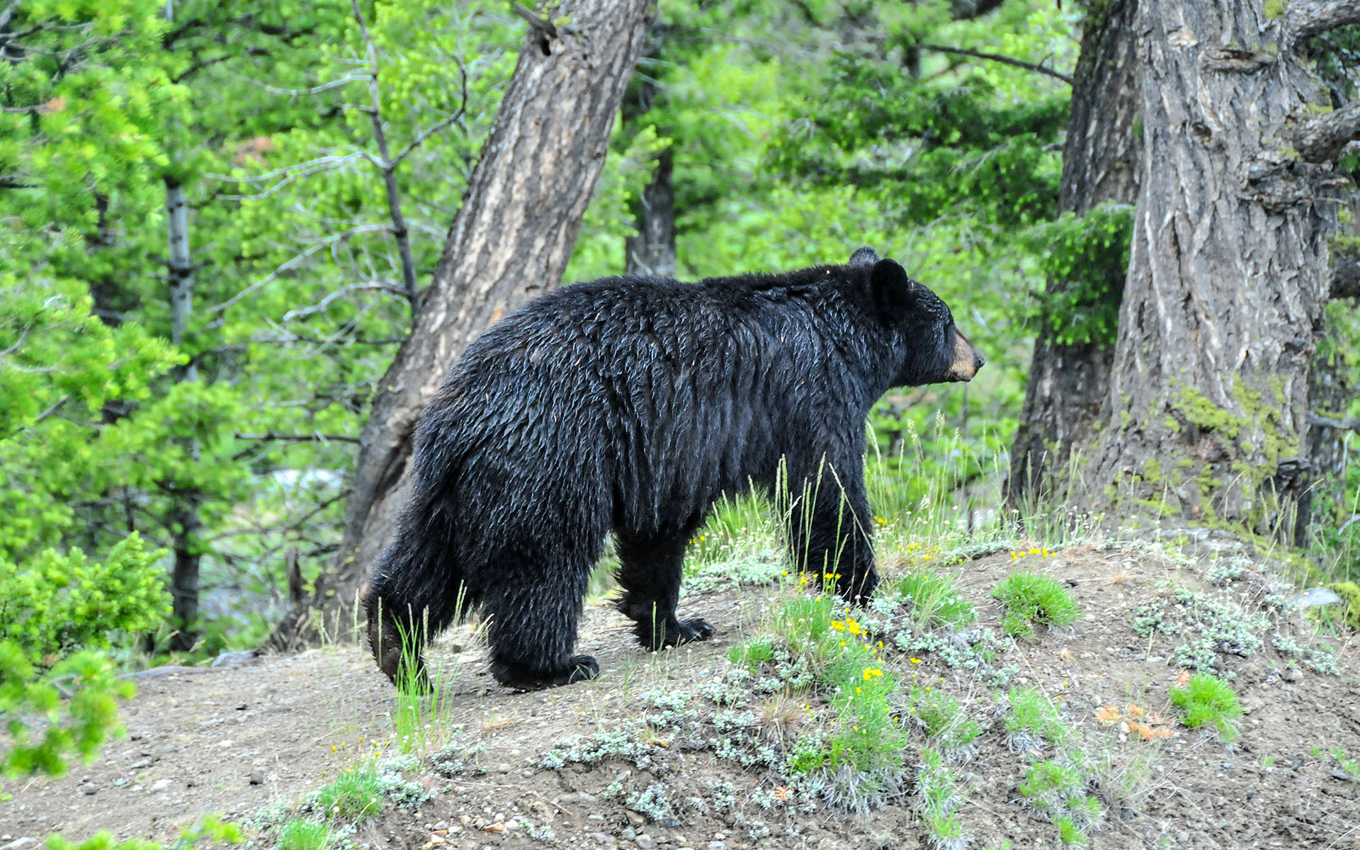 2017.06_Bear_Tower-Fall_Yellowstone-National-Park_Wyoming_USA_08