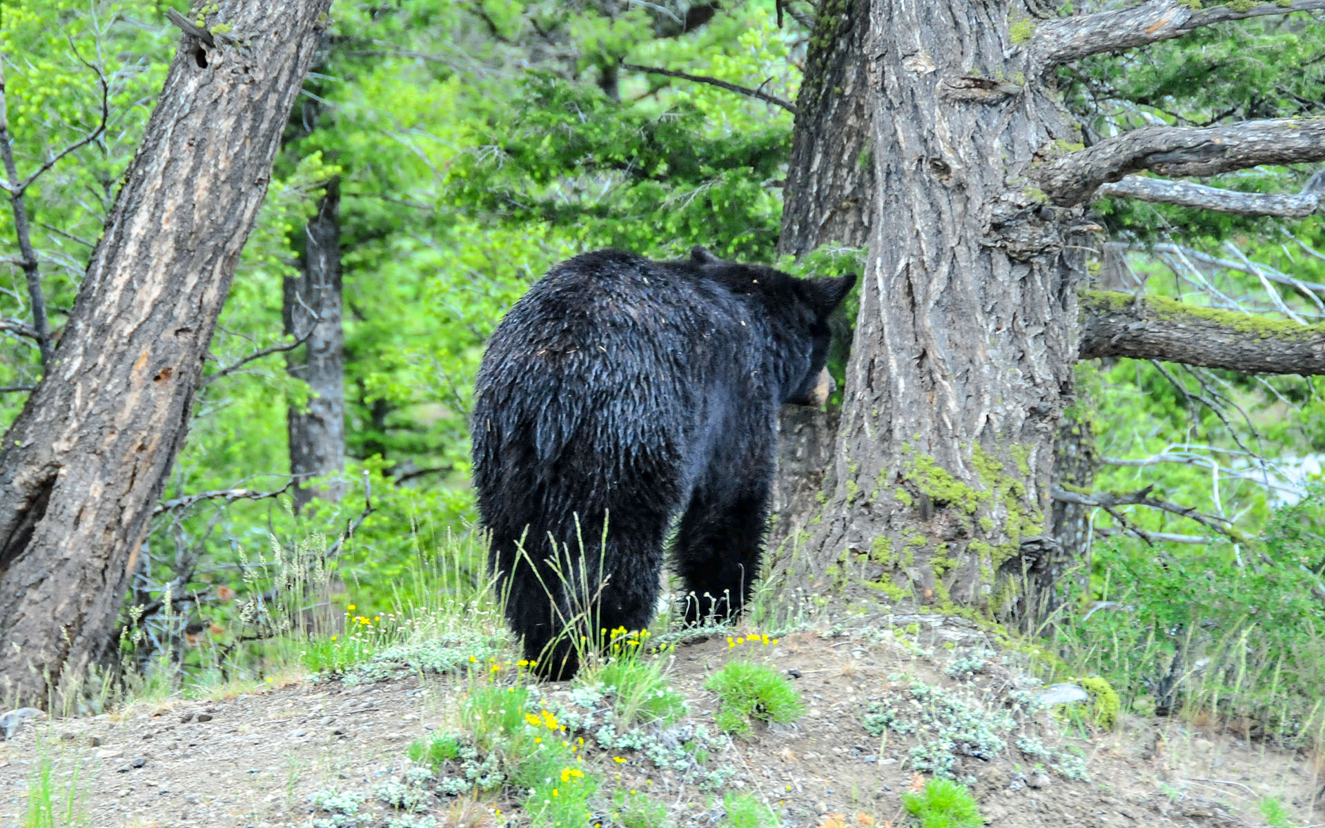 2017.06_Bear_Tower-Fall_Yellowstone-National-Park_Wyoming_USA_09