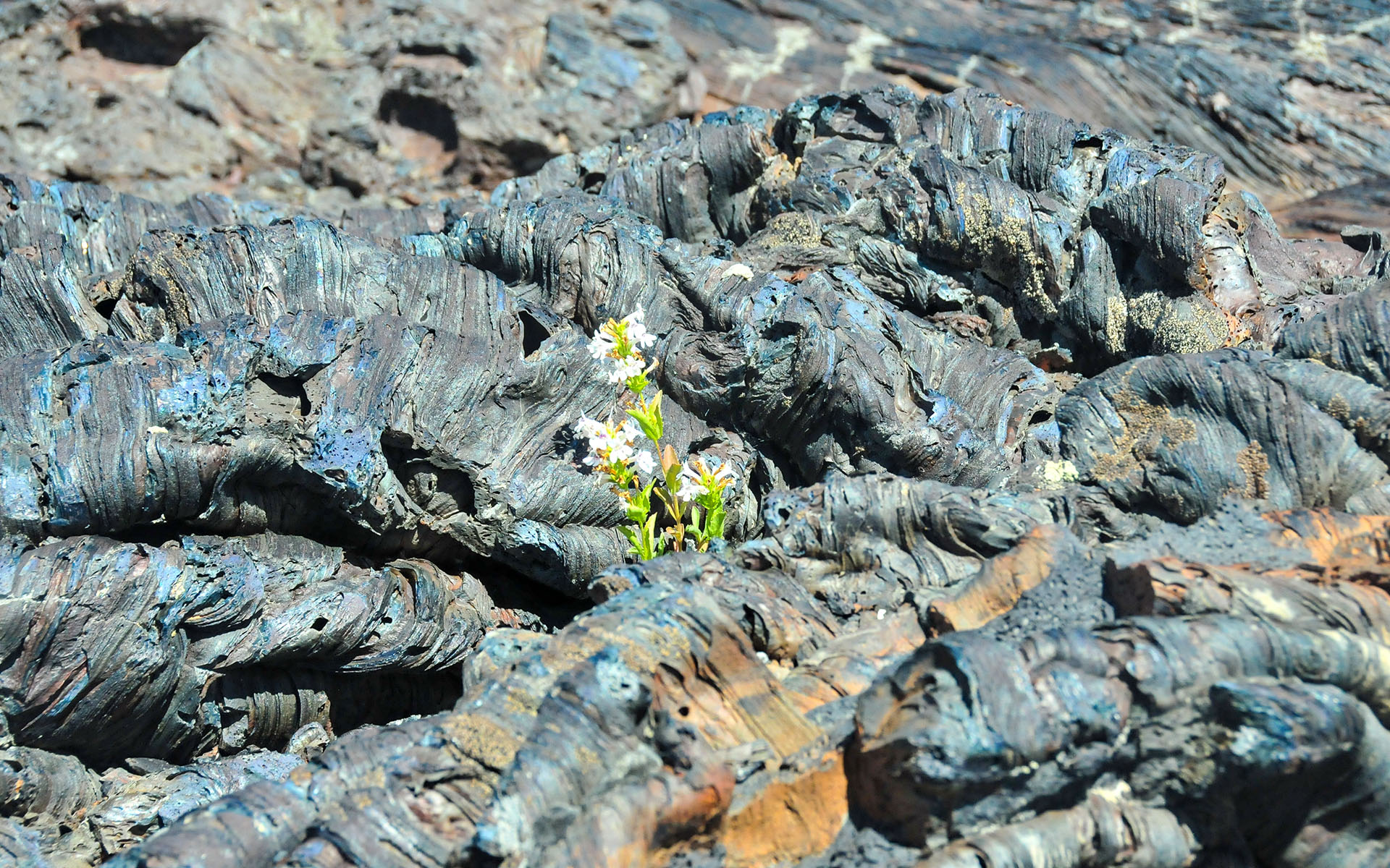 2017.06_North-Crater-Flow_Craters-of-the-Moon-National-Monument-Preserve_Idaho_USA_08