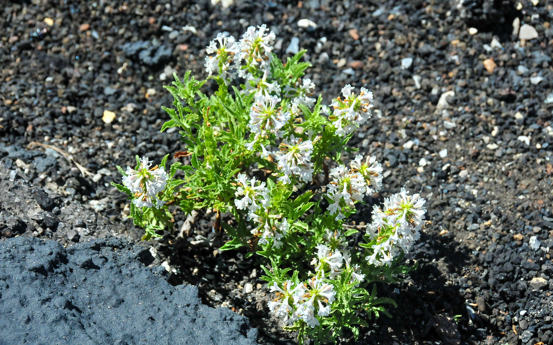2017.06_North-Crater-Flow_Craters-of-the-Moon-National-Monument-Preserve_Idaho_USA_09