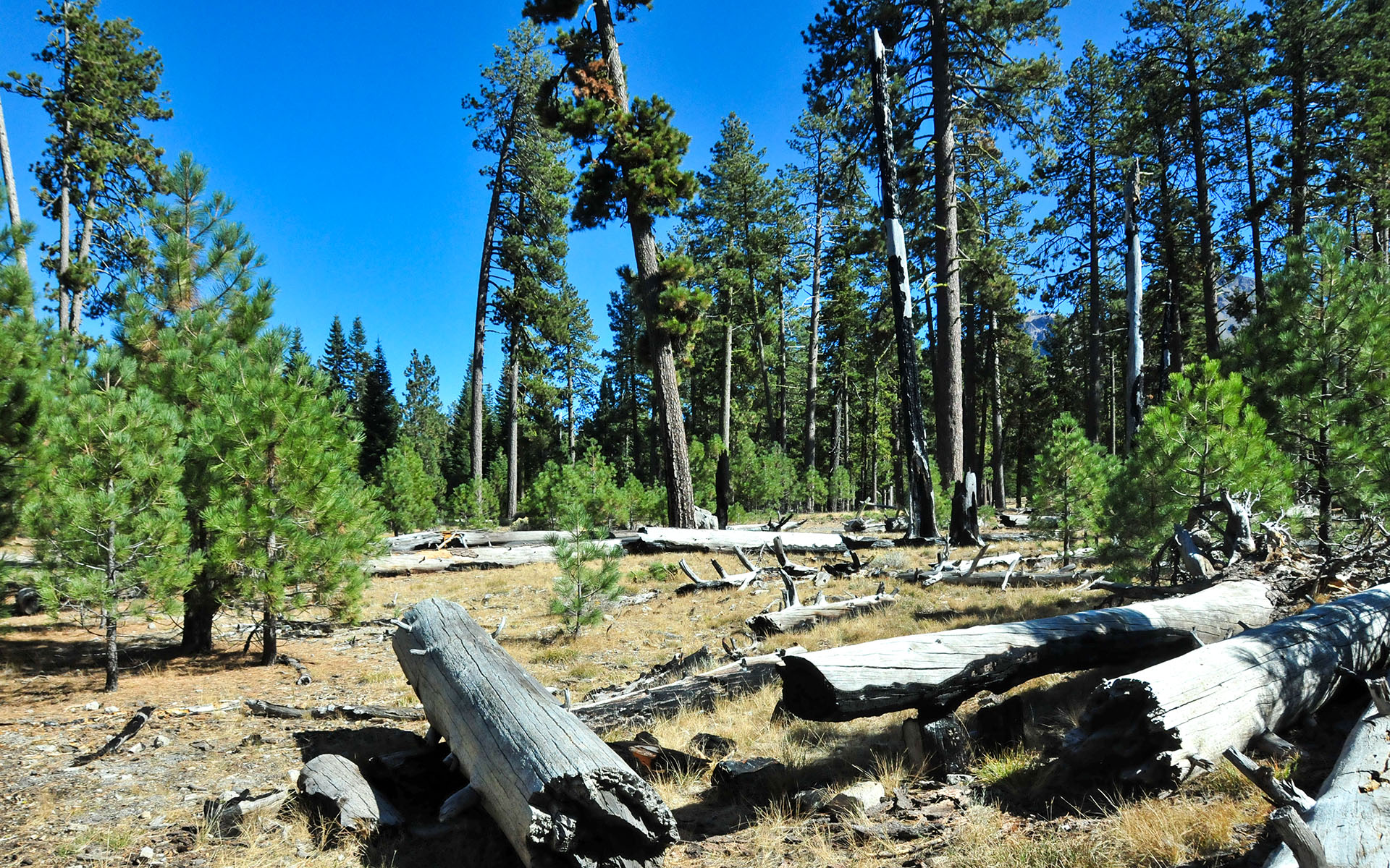2017.10_Manzanita-Lake_Lassen-Volcanic-National-Park_California_USA_03