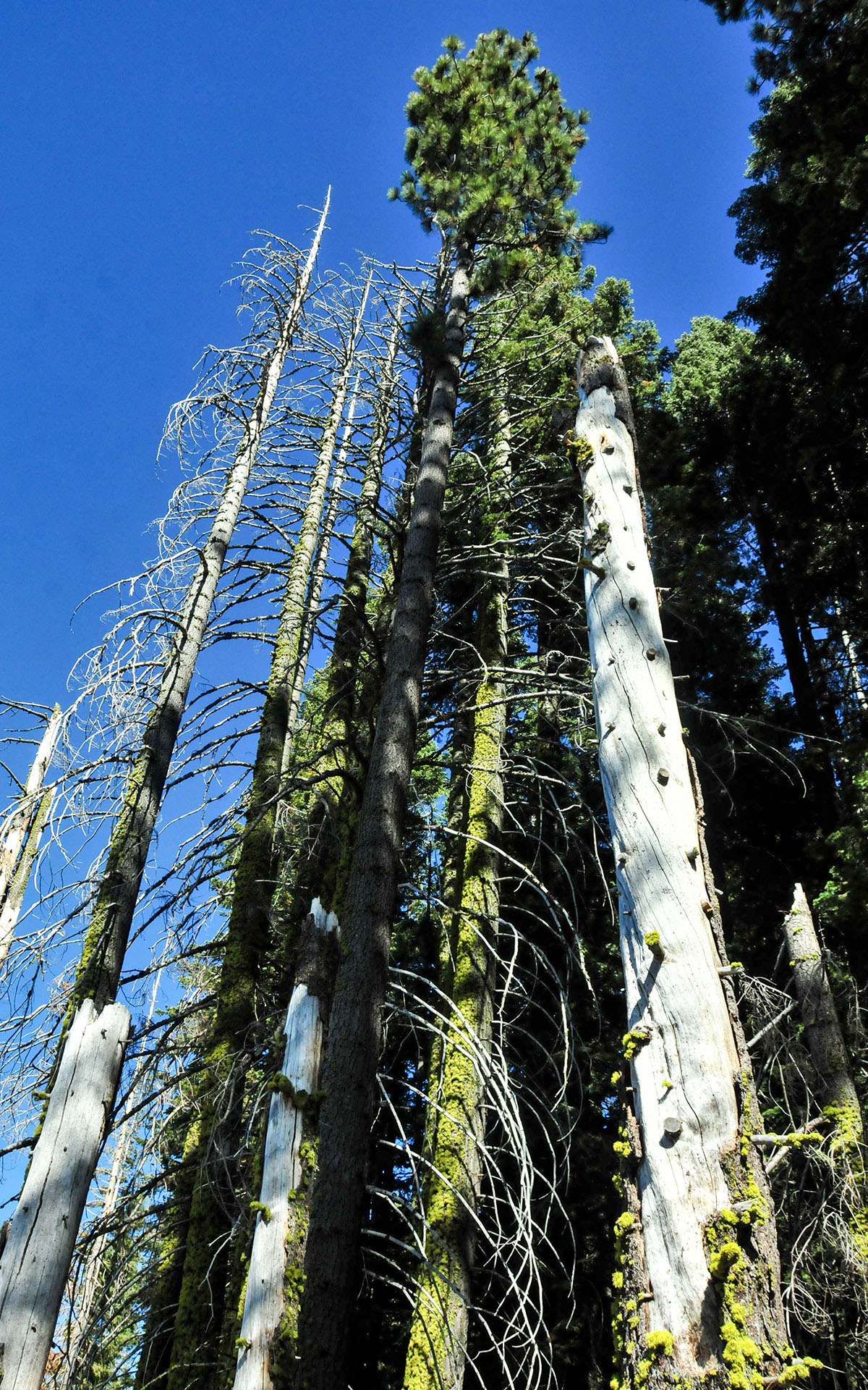 2017.10_Manzanita-Lake_Lassen-Volcanic-National-Park_California_USA_04