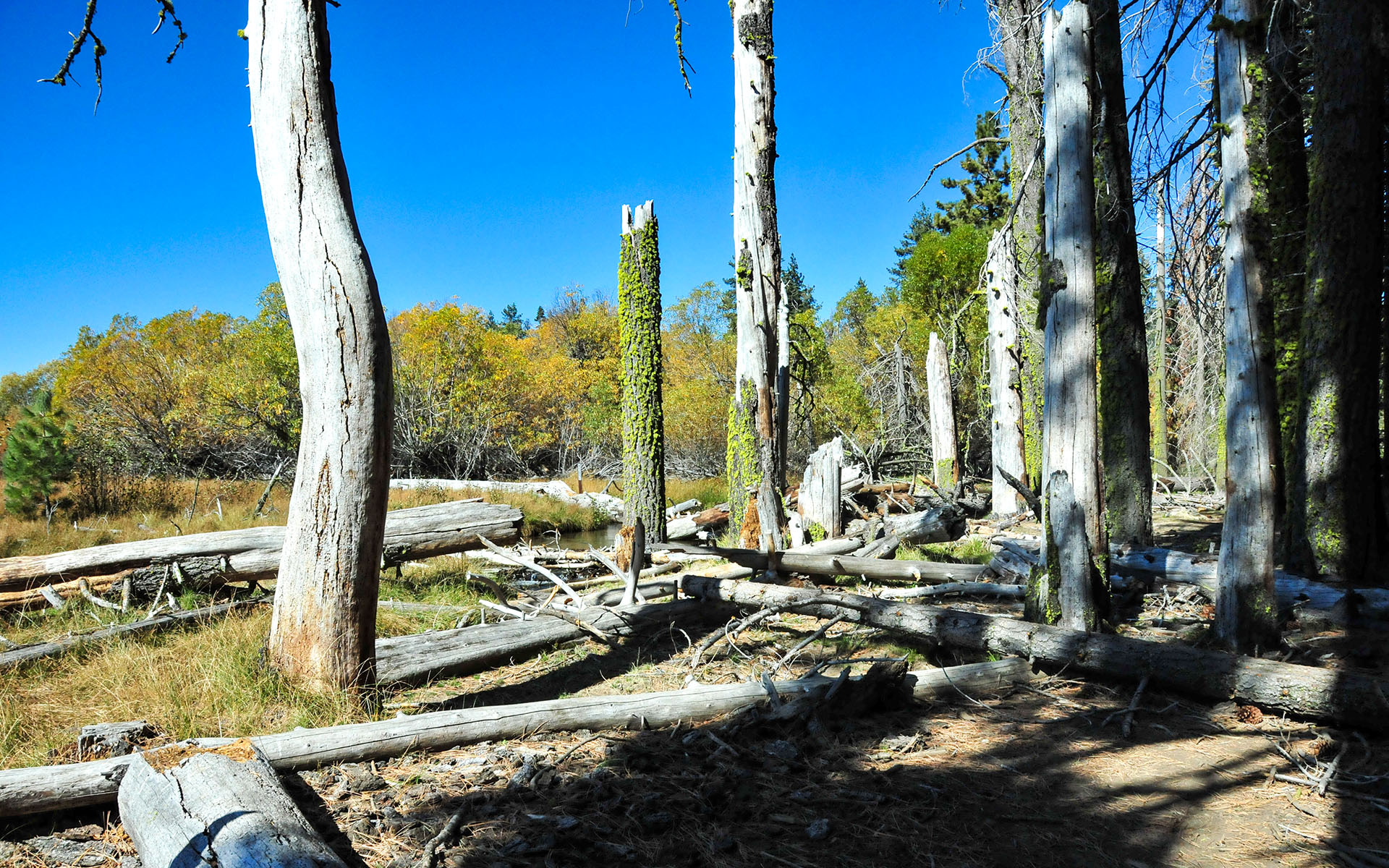 2017.10_Manzanita-Lake_Lassen-Volcanic-National-Park_California_USA_07