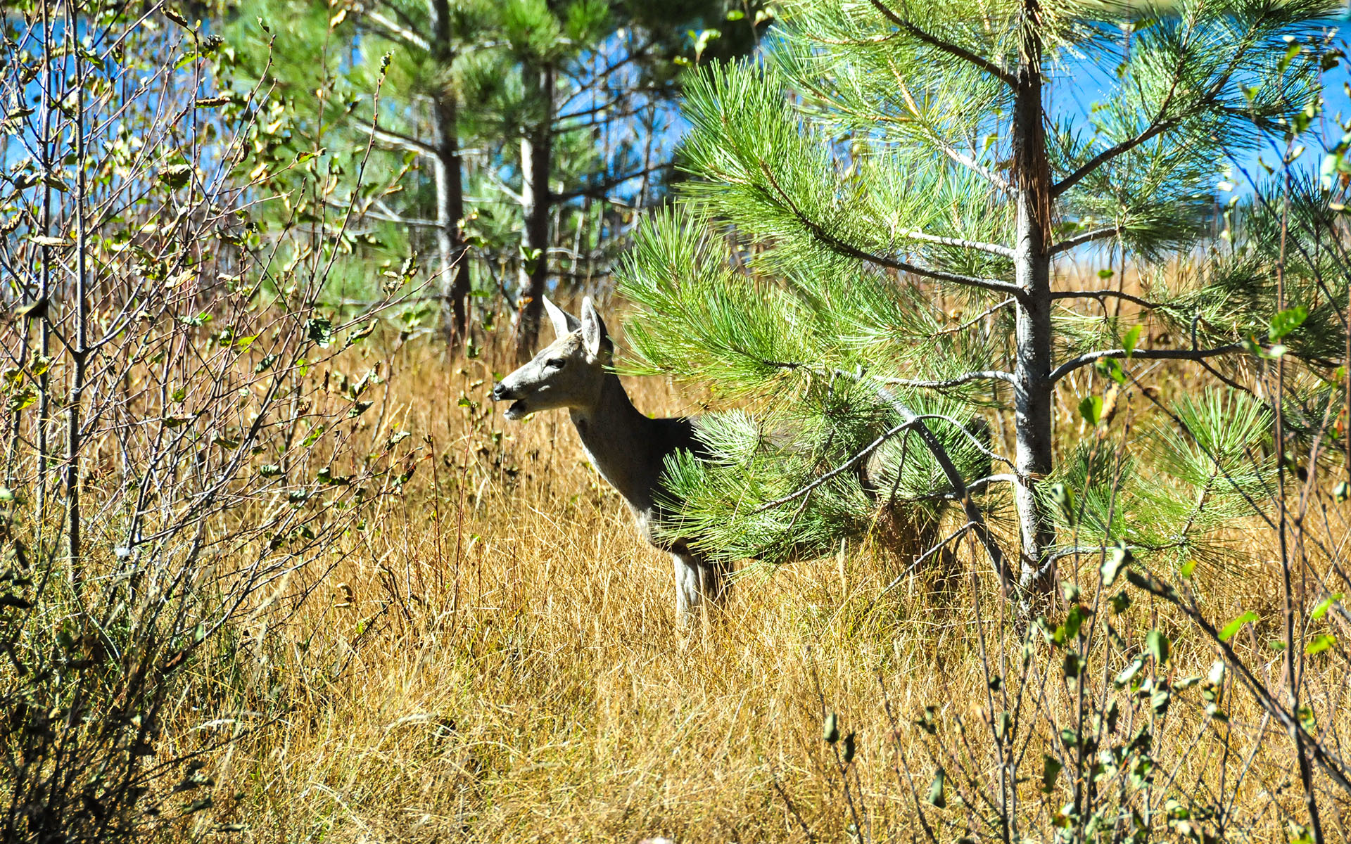 2017.10_Manzanita-Lake_Lassen-Volcanic-National-Park_California_USA_08