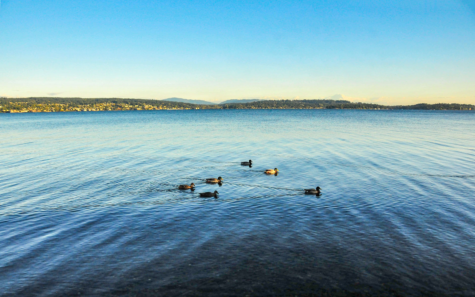 2017.10_Warren-G-Magnuson-Park_Seattle_Washington_USA_02