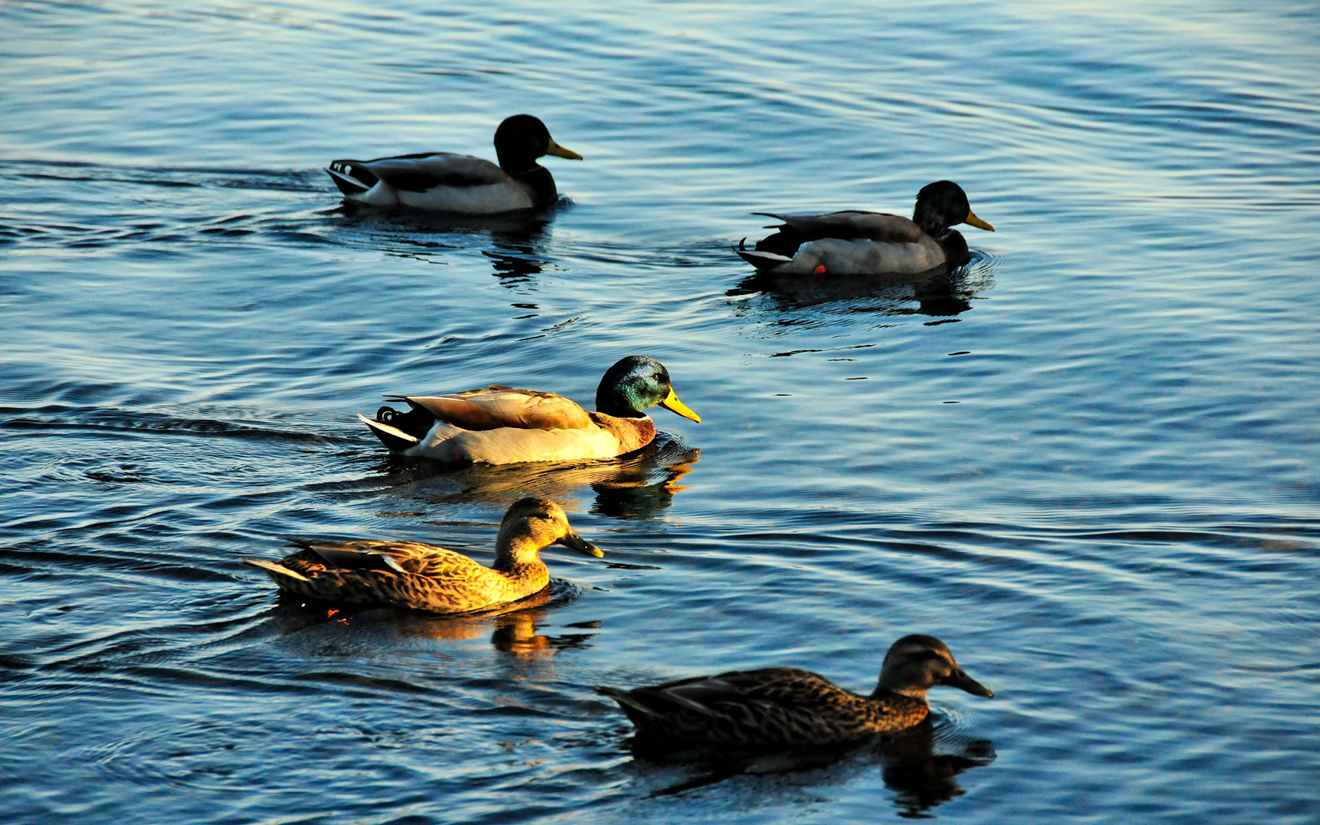 2017.10_Warren-G-Magnuson-Park_Seattle_Washington_USA_03