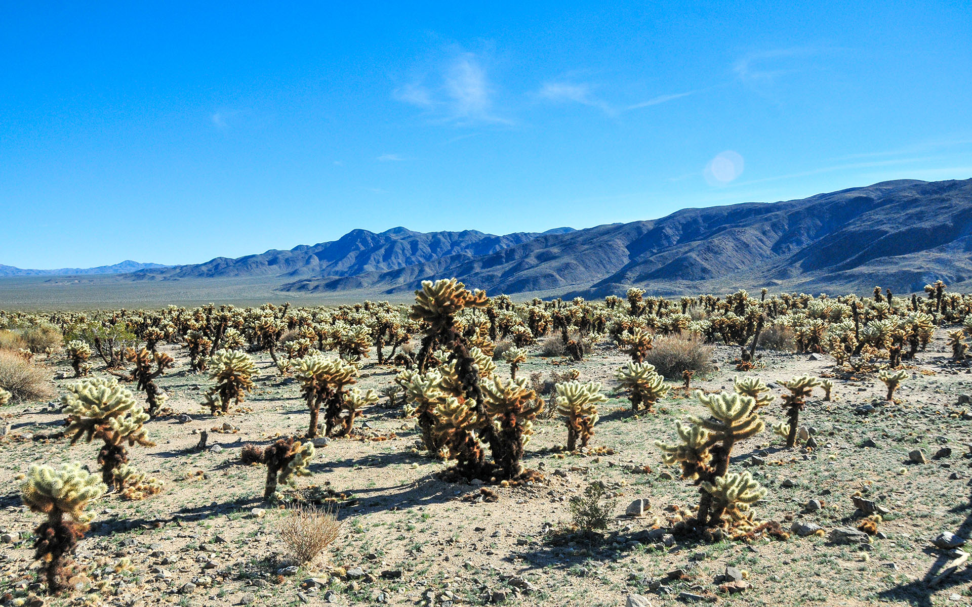 2018.12_Cholla-Cactus-Garden_Joshua-Tree-National-Park_California_USA_01