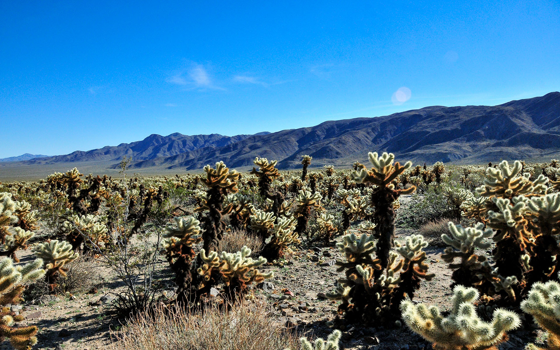 2018.12_Cholla-Cactus-Garden_Joshua-Tree-National-Park_California_USA_02