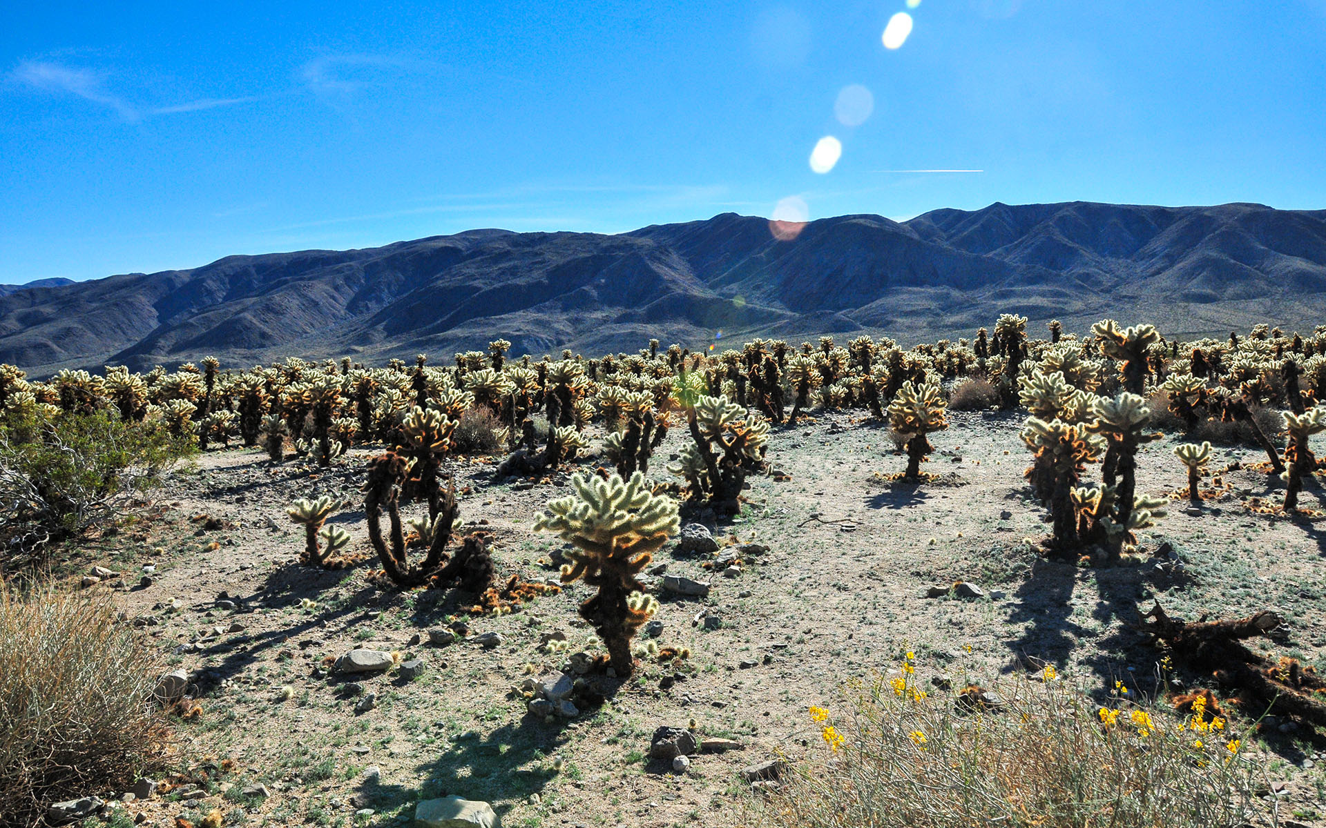 2018.12_Cholla-Cactus-Garden_Joshua-Tree-National-Park_California_USA_03