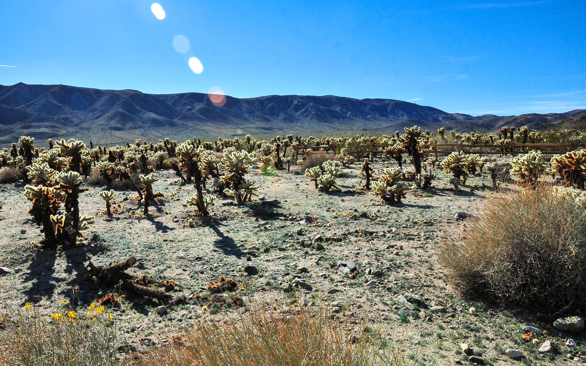 2018.12_Cholla-Cactus-Garden_Joshua-Tree-National-Park_California_USA_04