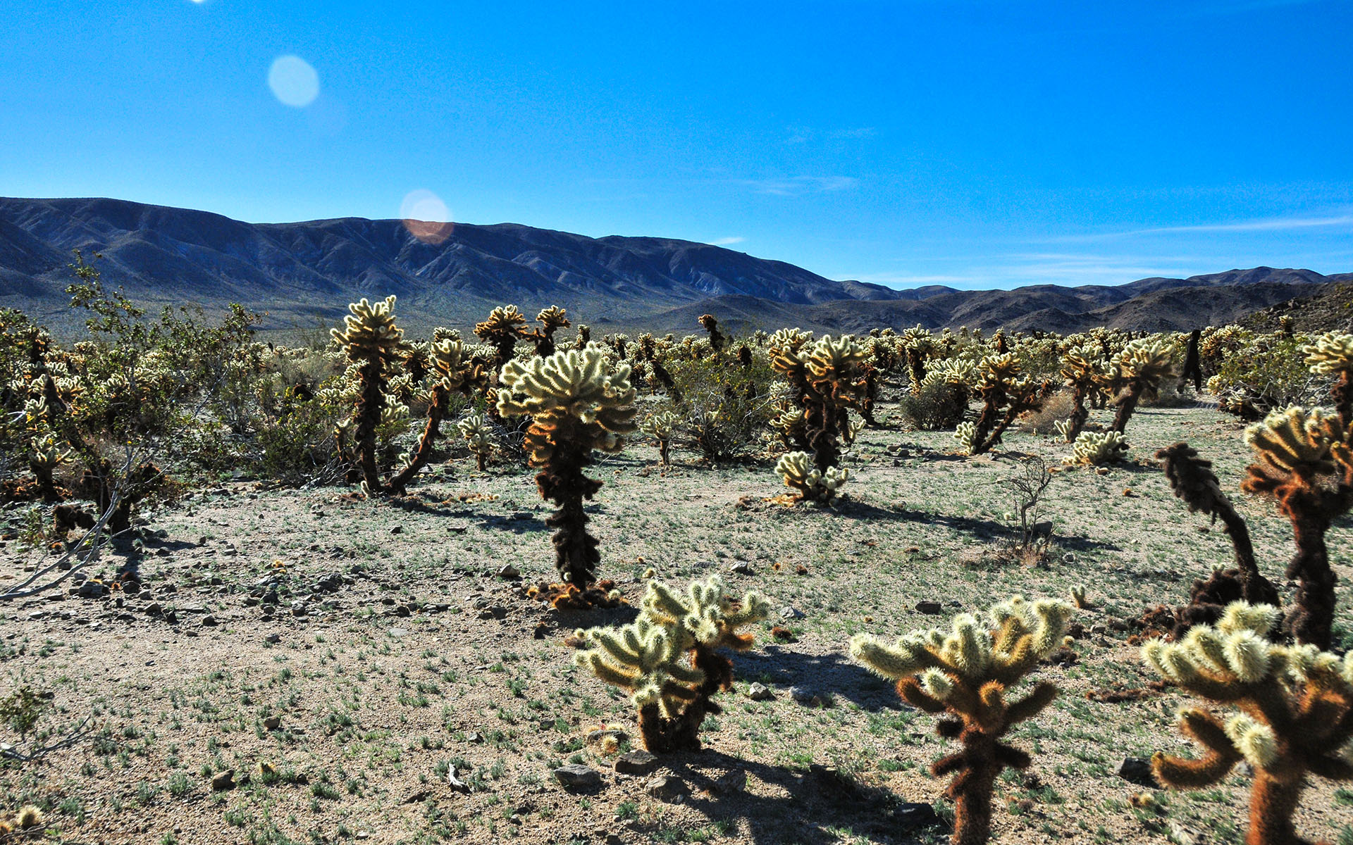 2018.12_Cholla-Cactus-Garden_Joshua-Tree-National-Park_California_USA_05