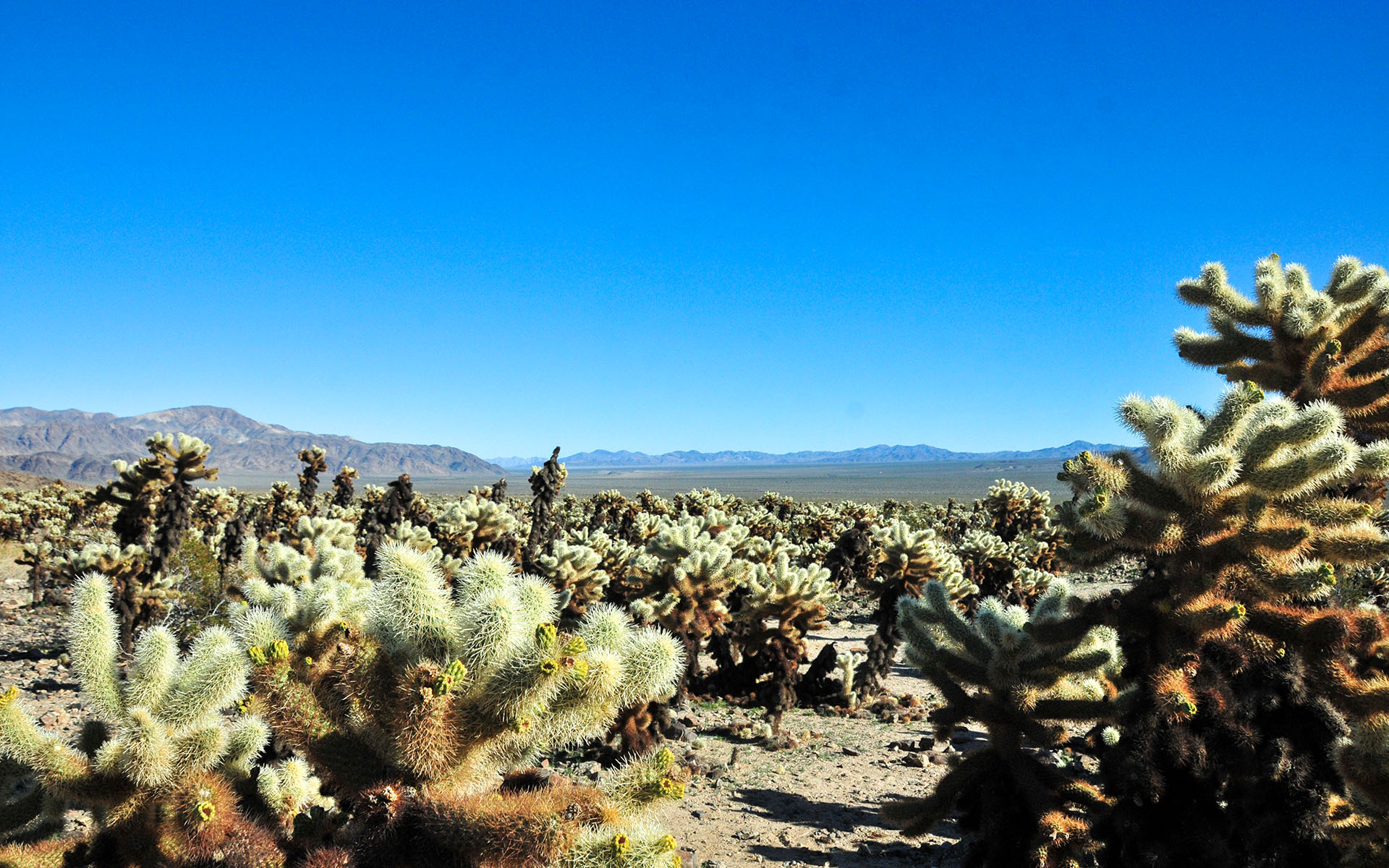 2018.12_Cholla-Cactus-Garden_Joshua-Tree-National-Park_California_USA_06