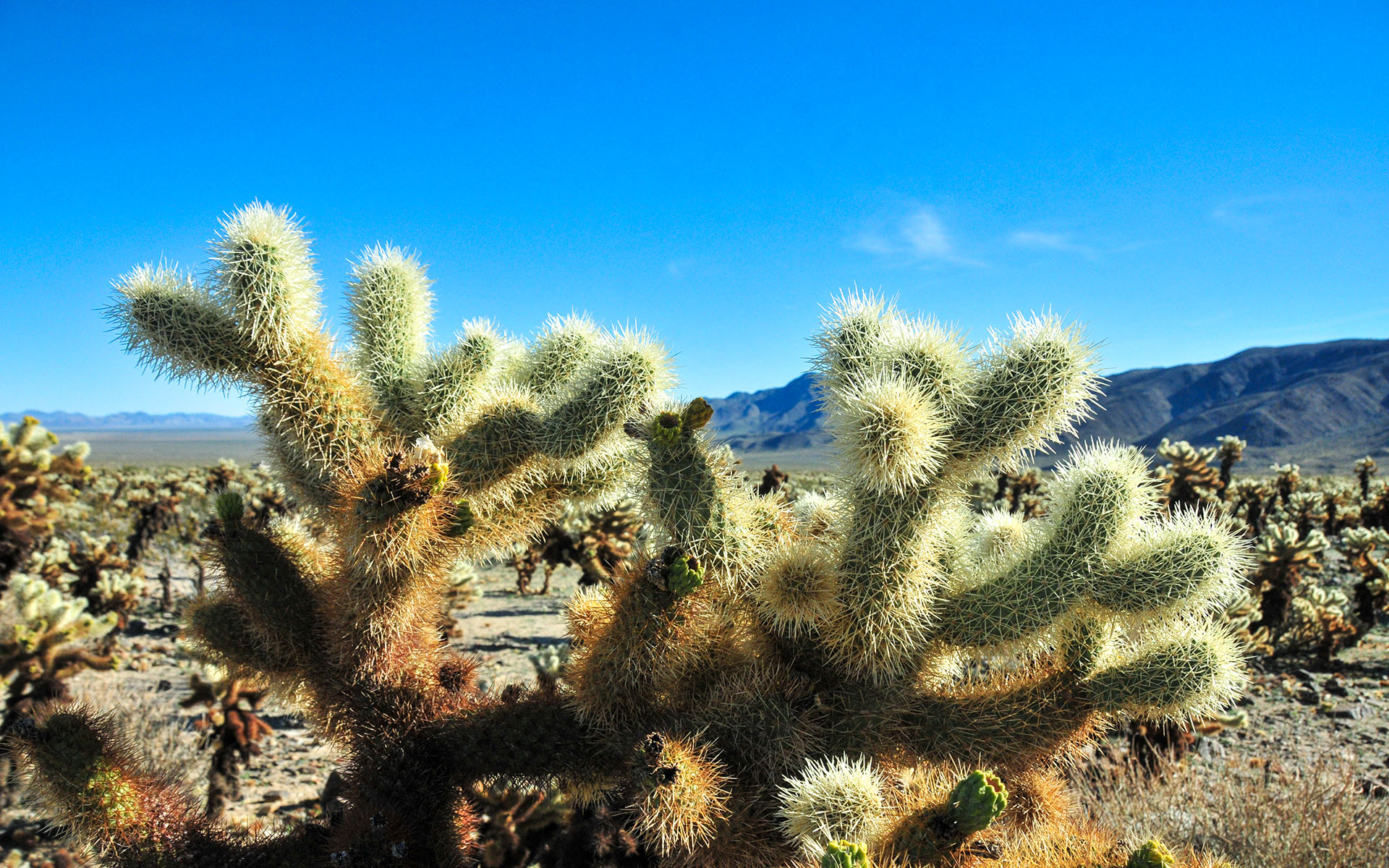 2018.12_Cholla-Cactus-Garden_Joshua-Tree-National-Park_California_USA_07