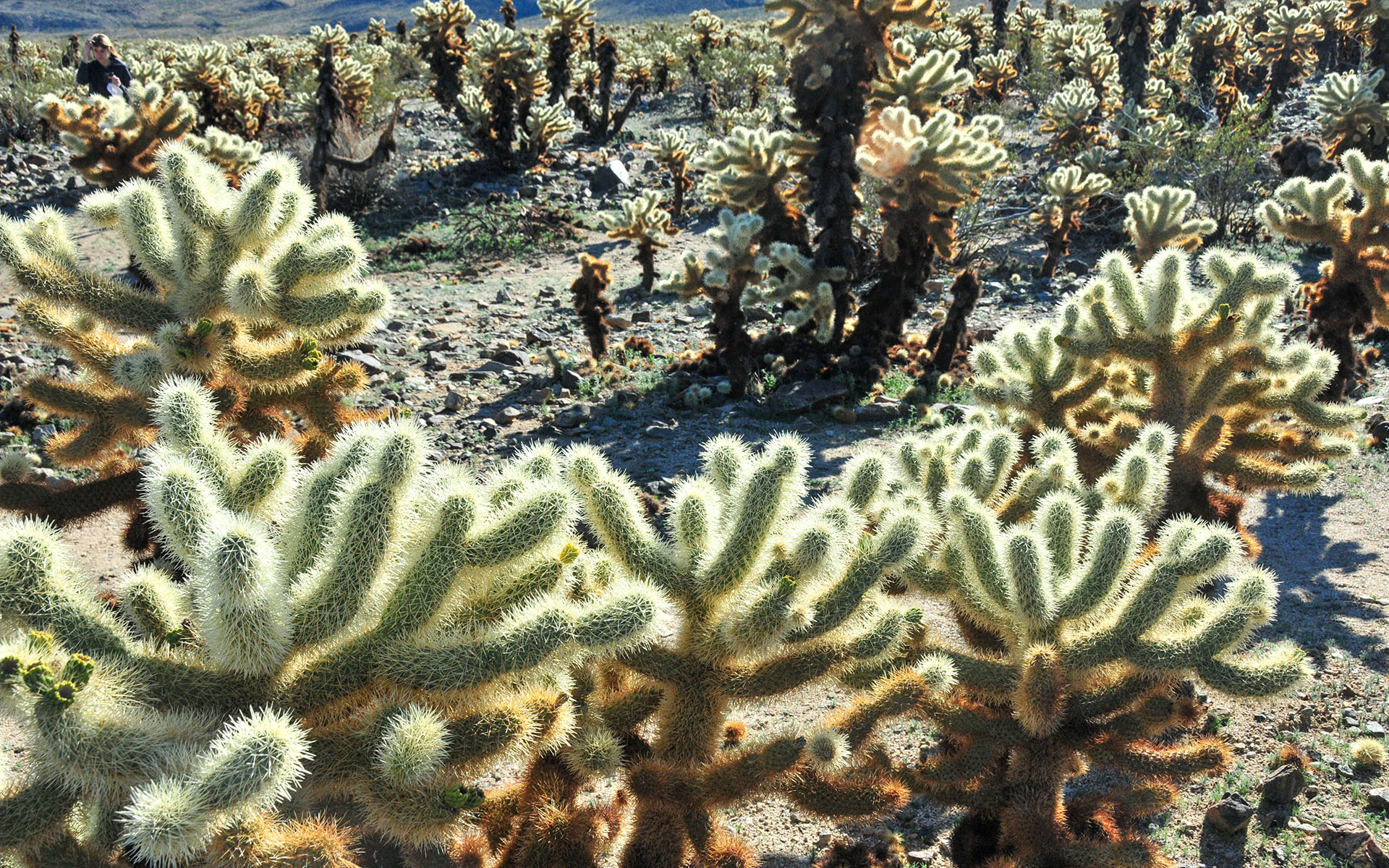 2018.12_Cholla-Cactus-Garden_Joshua-Tree-National-Park_California_USA_08