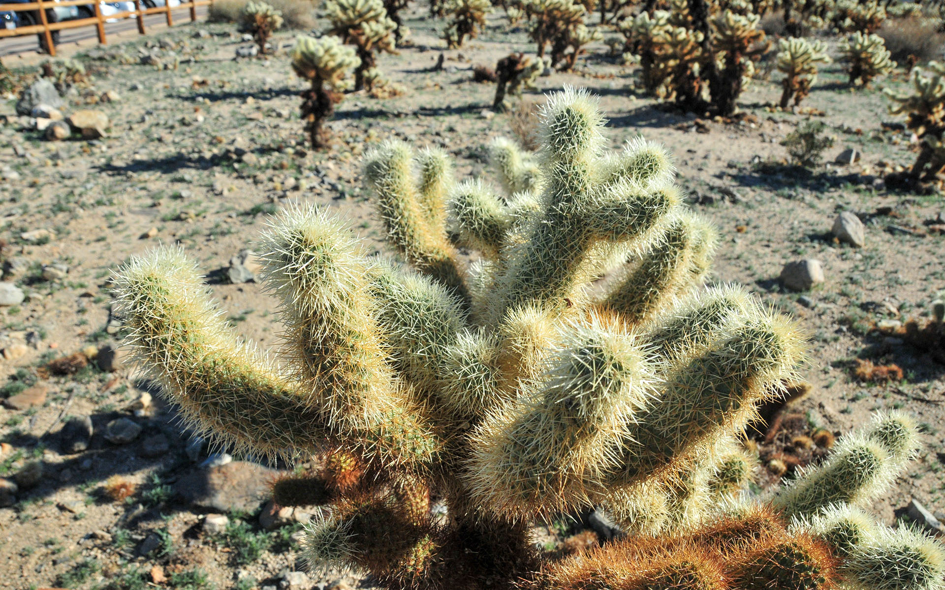 2018.12_Cholla-Cactus-Garden_Joshua-Tree-National-Park_California_USA_09