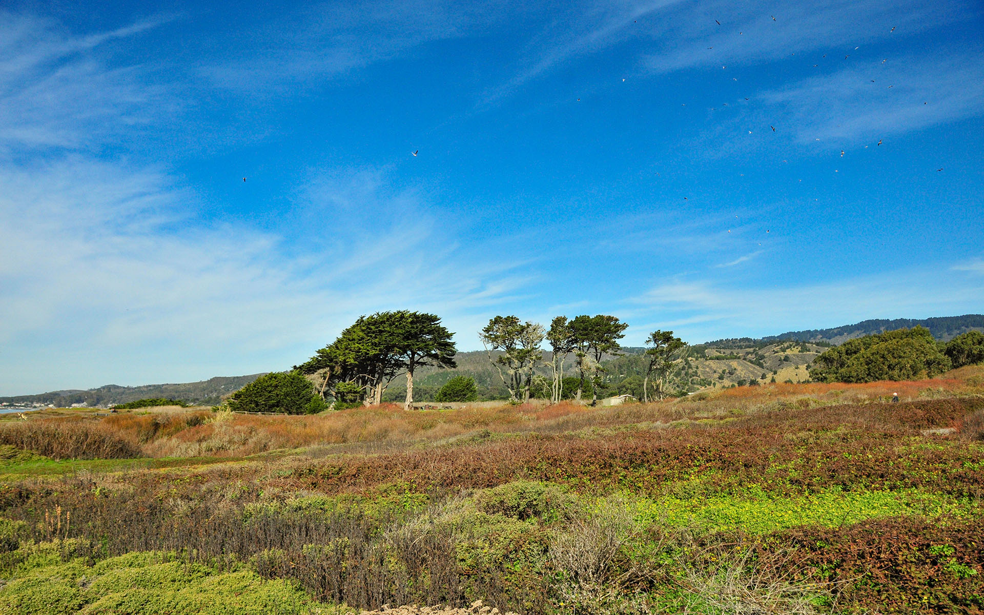 2019.01_Half-Moon-Bay-State-Beach_California_USA_01