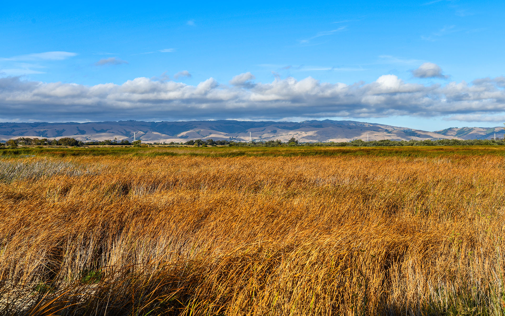 2019.09_Main-Marsh_Coyote-Hills-Regional-Park_Fremont_California_USA_02