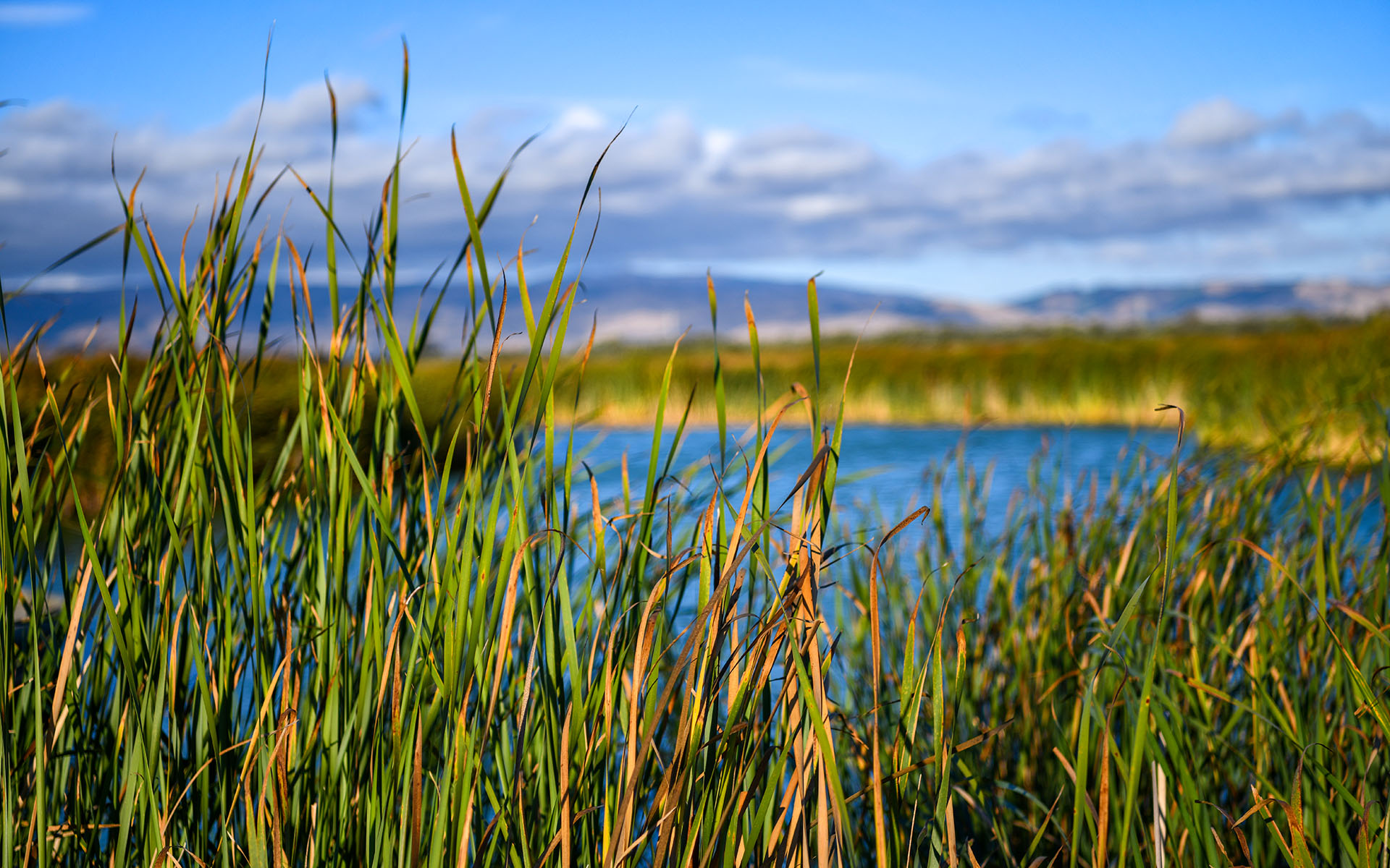 2019.09_Main-Marsh_Coyote-Hills-Regional-Park_Fremont_California_USA_03