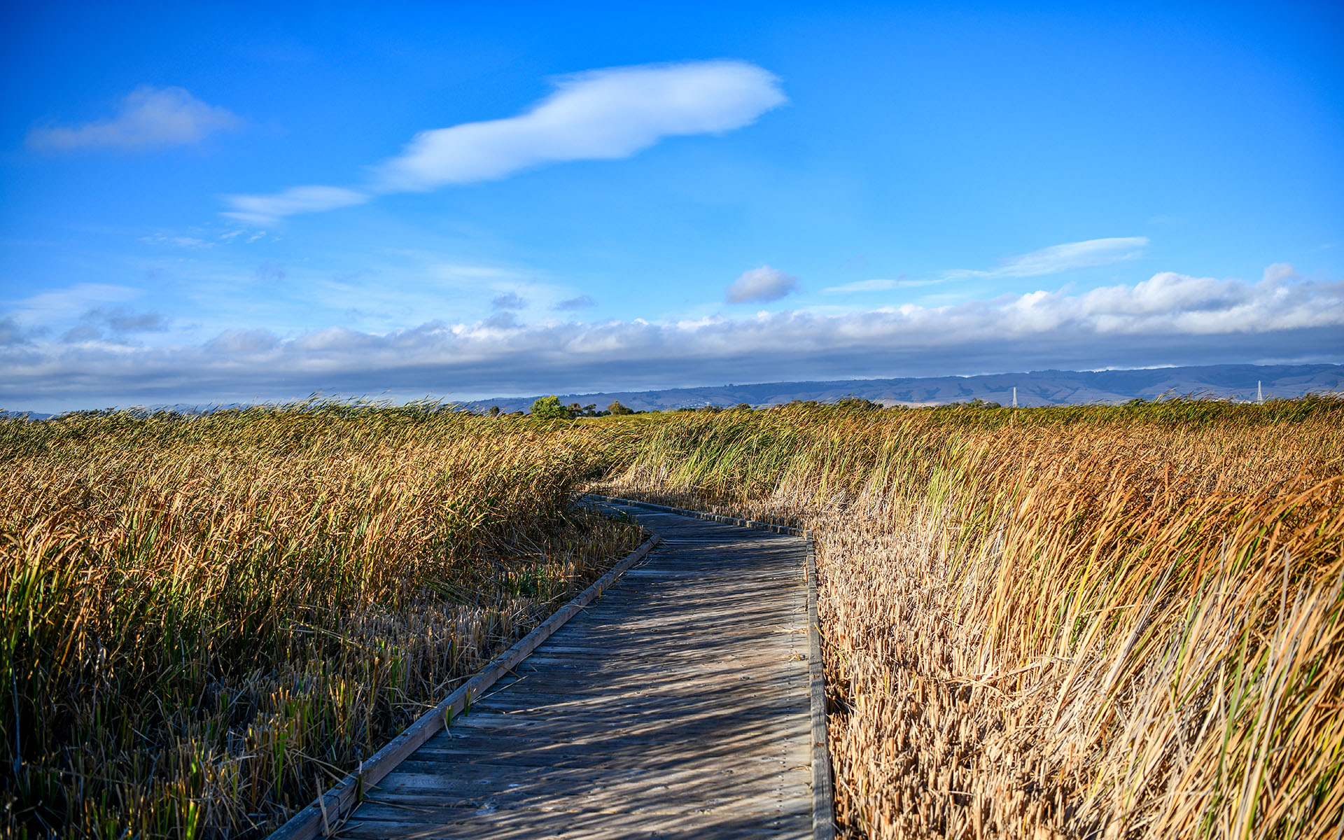 2019.09_Main-Marsh_Coyote-Hills-Regional-Park_Fremont_California_USA_04