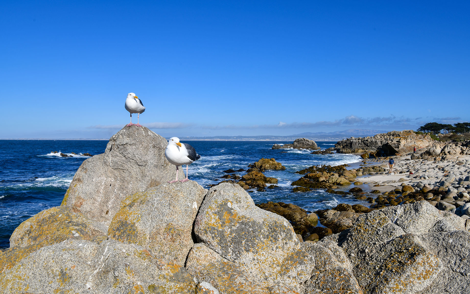 2019.09_Point-Pinos_Pacific-Grove_California_USA_08