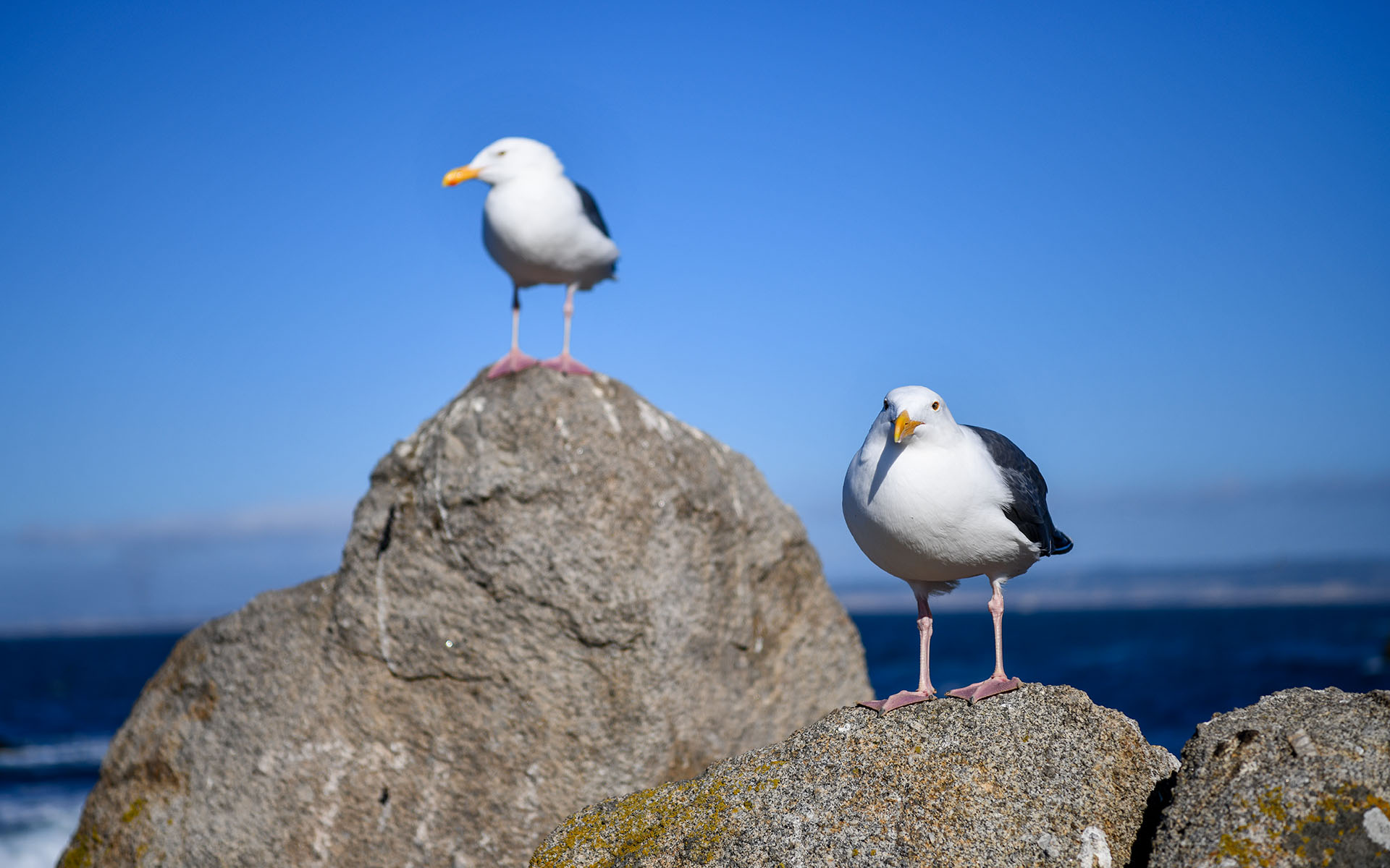 2019.09_Point-Pinos_Pacific-Grove_California_USA_09