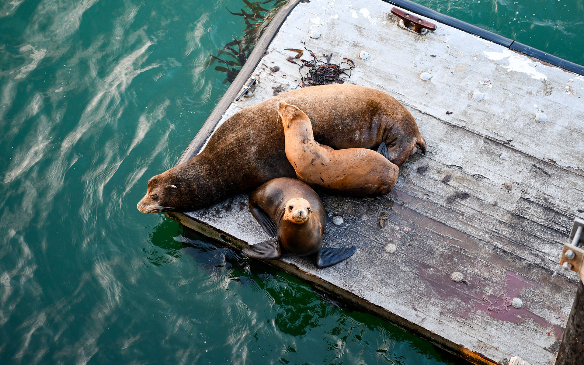2019.09_Santa-Cruz-Wharf_Santa-Cruz_California_USA_07