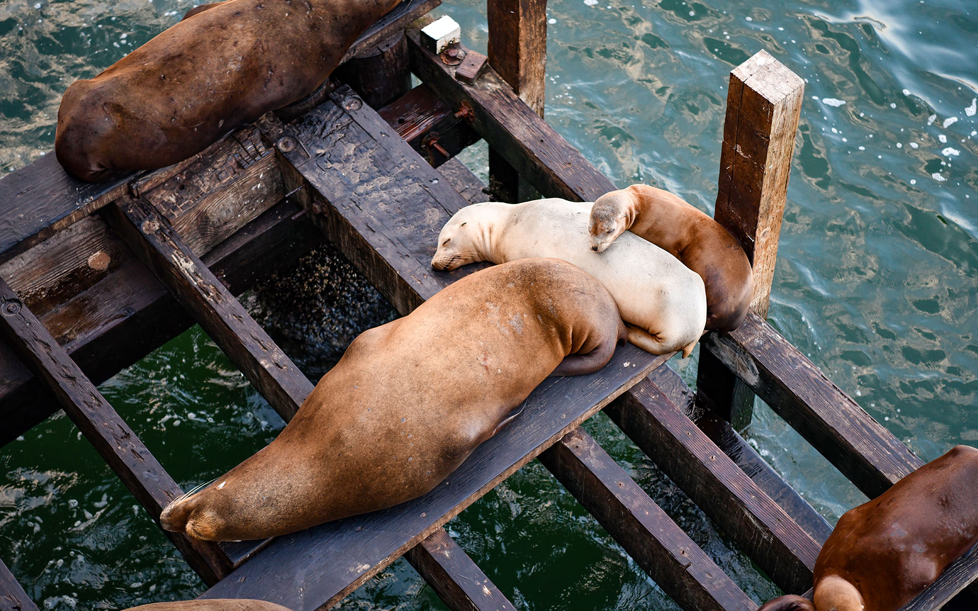 2019.09_Santa-Cruz-Wharf_Santa-Cruz_California_USA_08