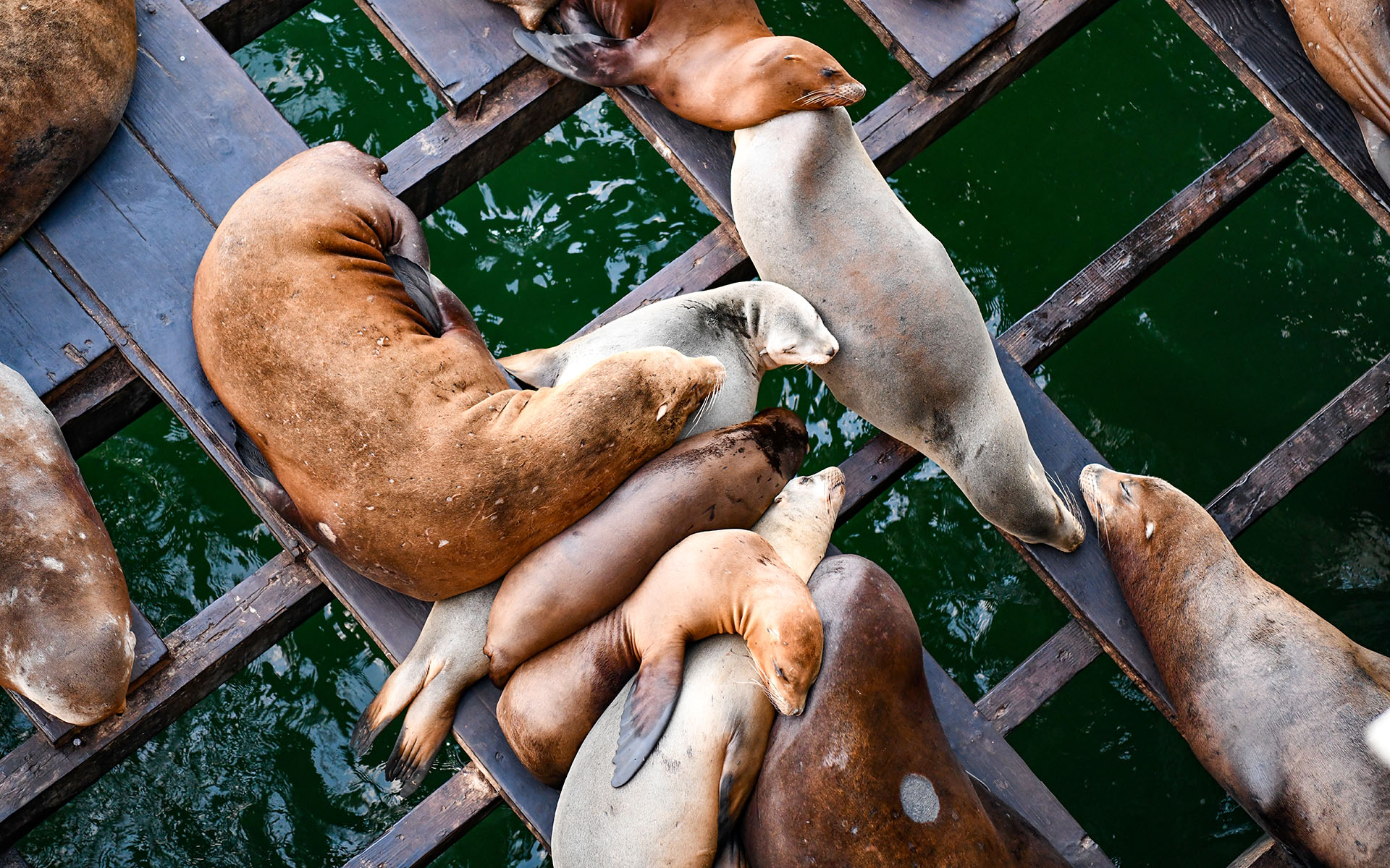 2019.09_Santa-Cruz-Wharf_Santa-Cruz_California_USA_09