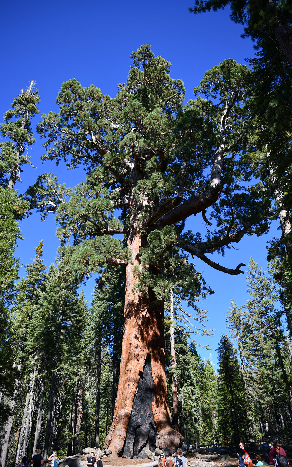 2019.10_Mariposa-Grove_Yosemite-National-Park_California_USA_01