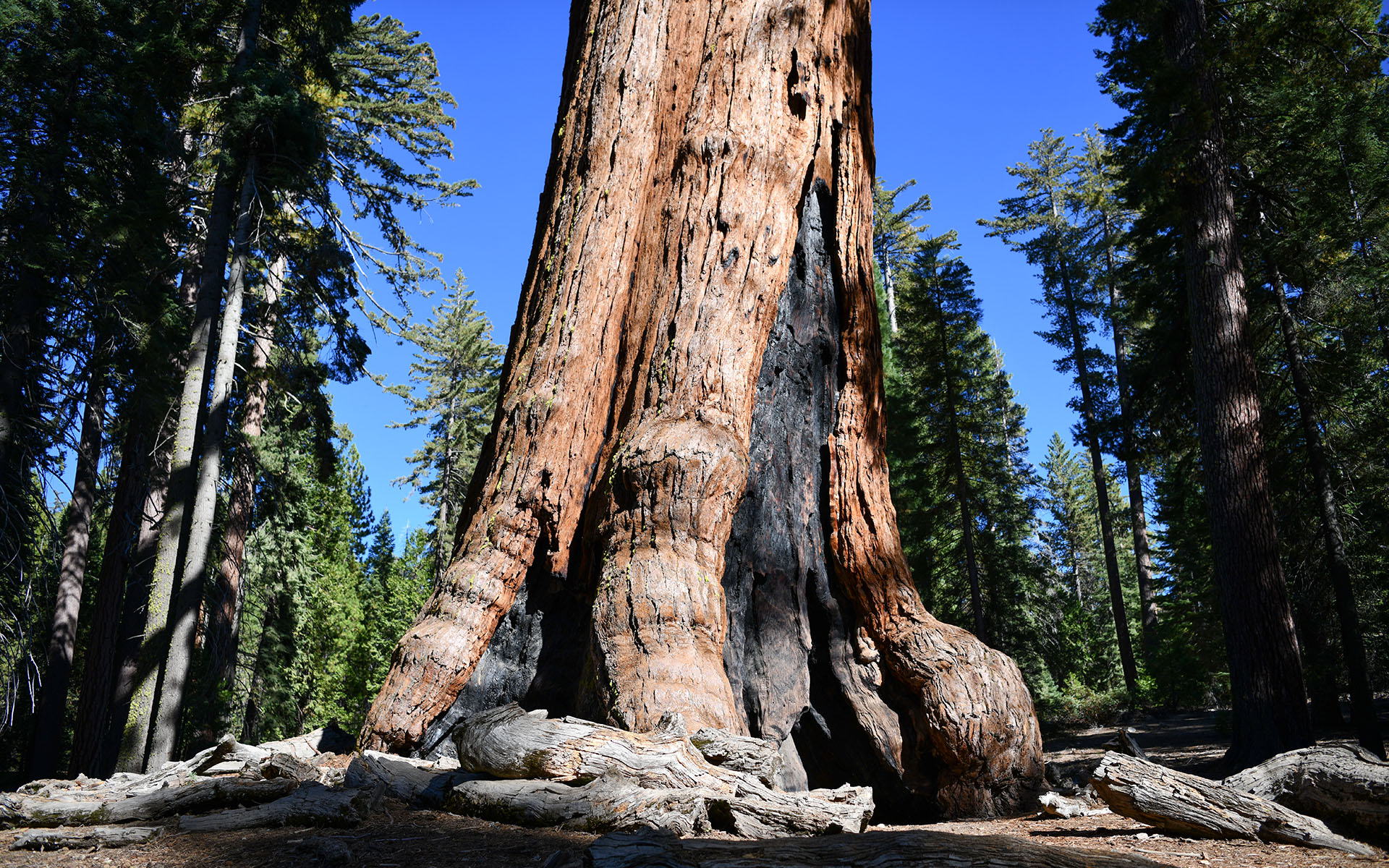 2019.10_Mariposa-Grove_Yosemite-National-Park_California_USA_02