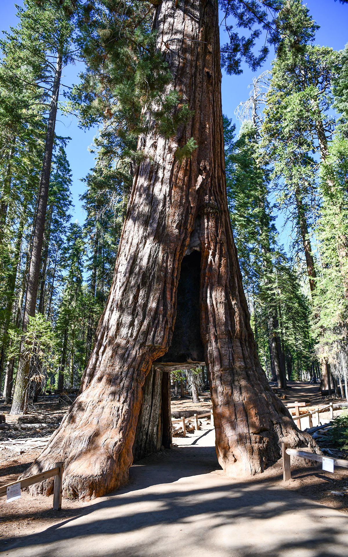 2019.10_Mariposa-Grove_Yosemite-National-Park_California_USA_03
