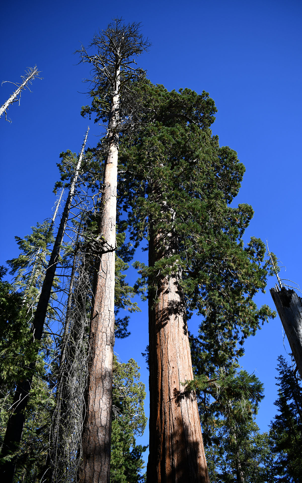 2019.10_Mariposa-Grove_Yosemite-National-Park_California_USA_06