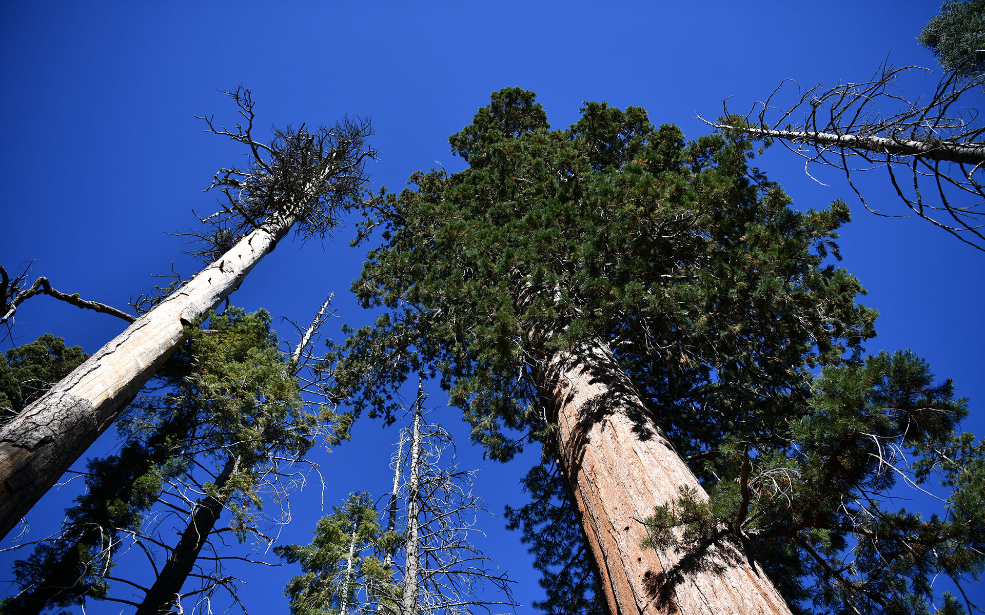 2019.10_Mariposa-Grove_Yosemite-National-Park_California_USA_07
