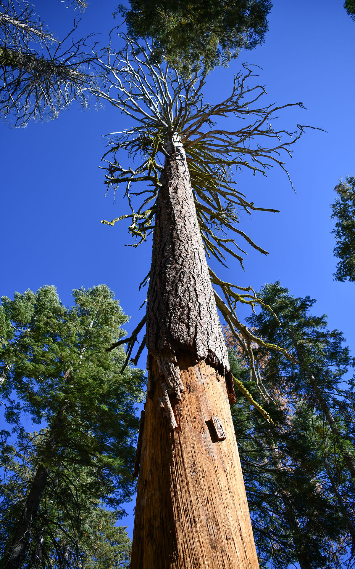 2019.10_Mariposa-Grove_Yosemite-National-Park_California_USA_08