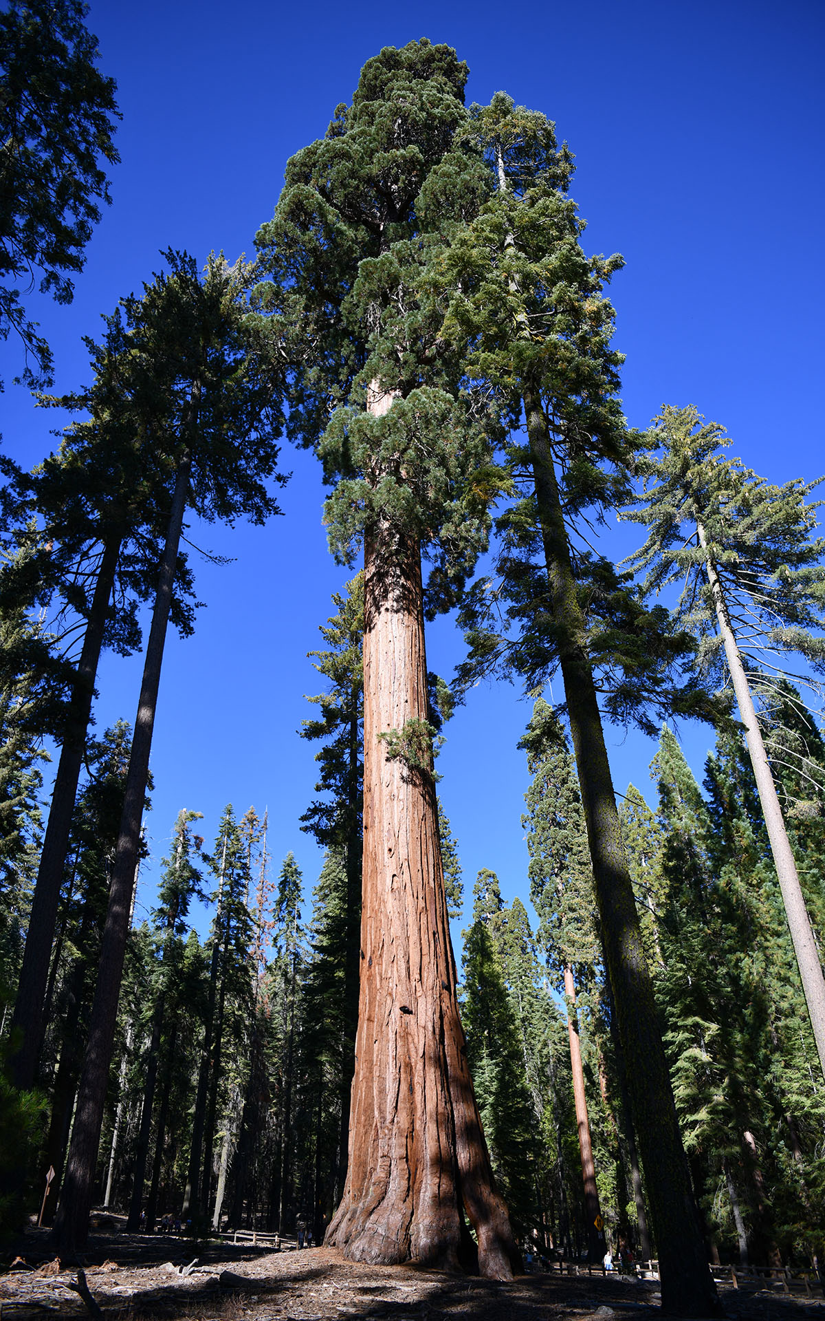 2019.10_Mariposa-Grove_Yosemite-National-Park_California_USA_09