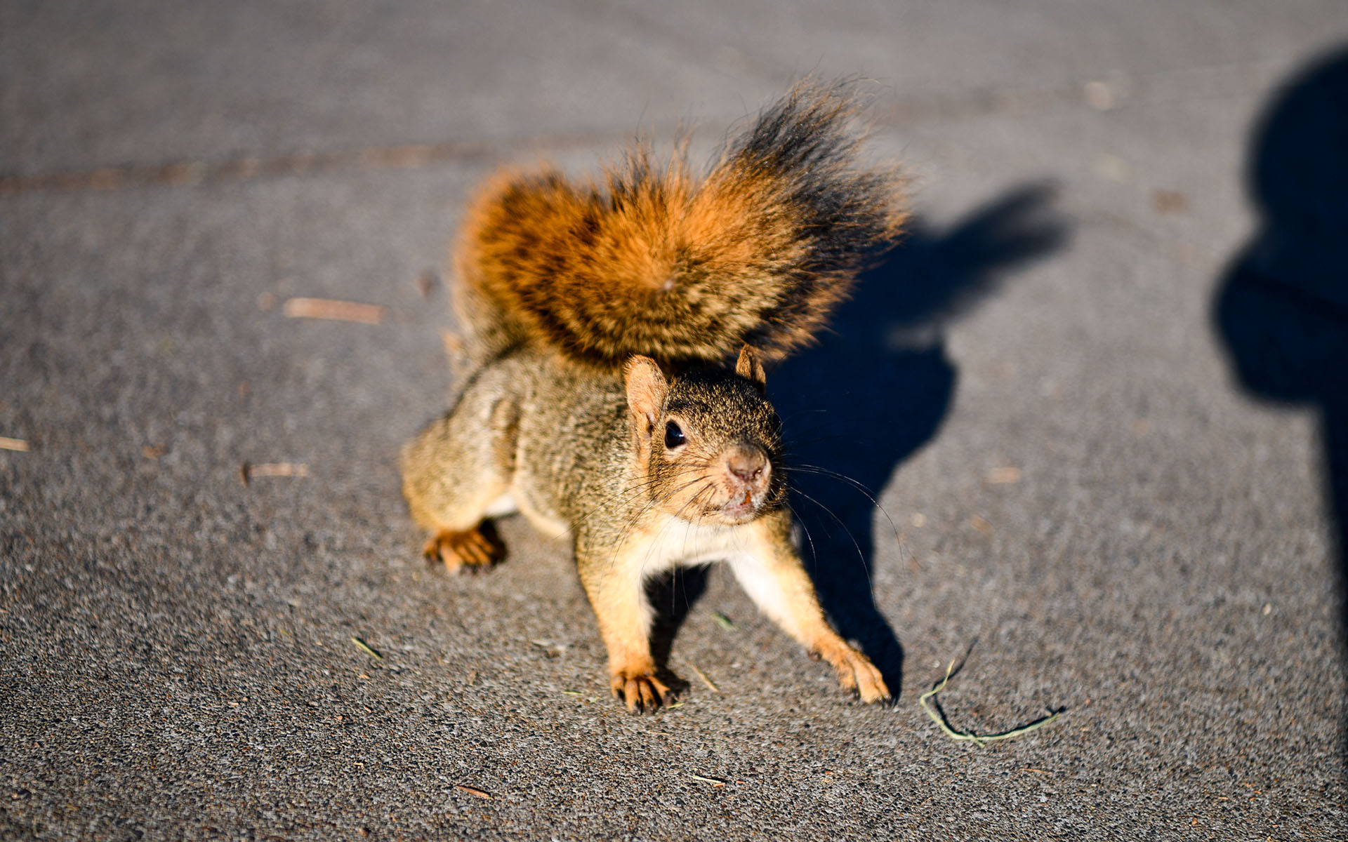 2019.11_Squirrel_University-of-California-Berkeley_Berkeley_California_USA_01