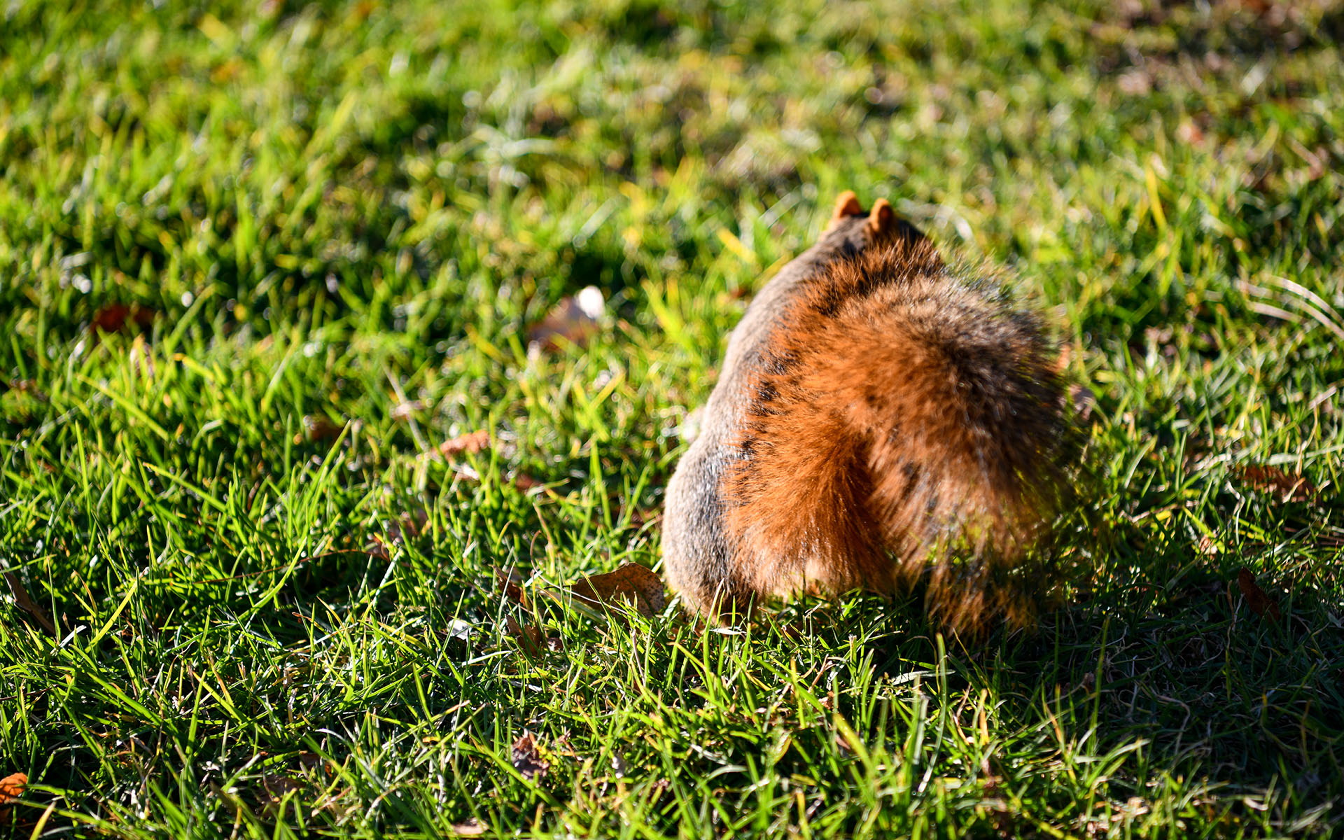 2019.11_Squirrel_University-of-California-Berkeley_Berkeley_California_USA_04