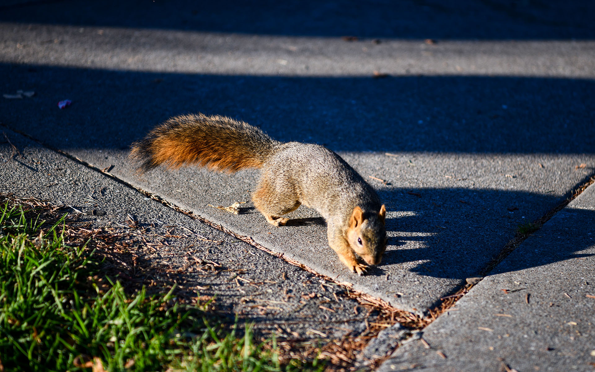 2019.11_Squirrel_University-of-California-Berkeley_Berkeley_California_USA_07