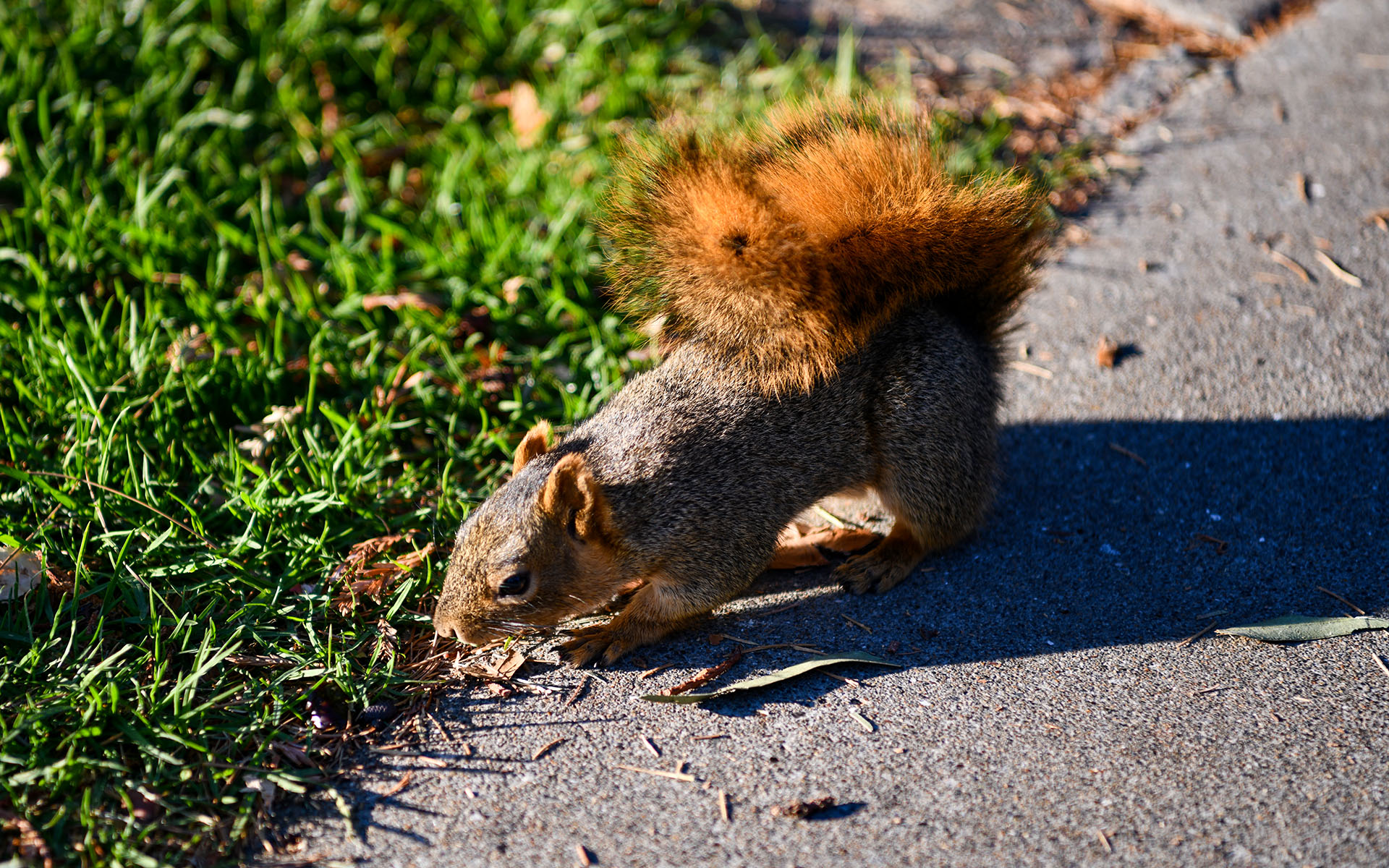 2019.11_Squirrel_University-of-California-Berkeley_Berkeley_California_USA_09