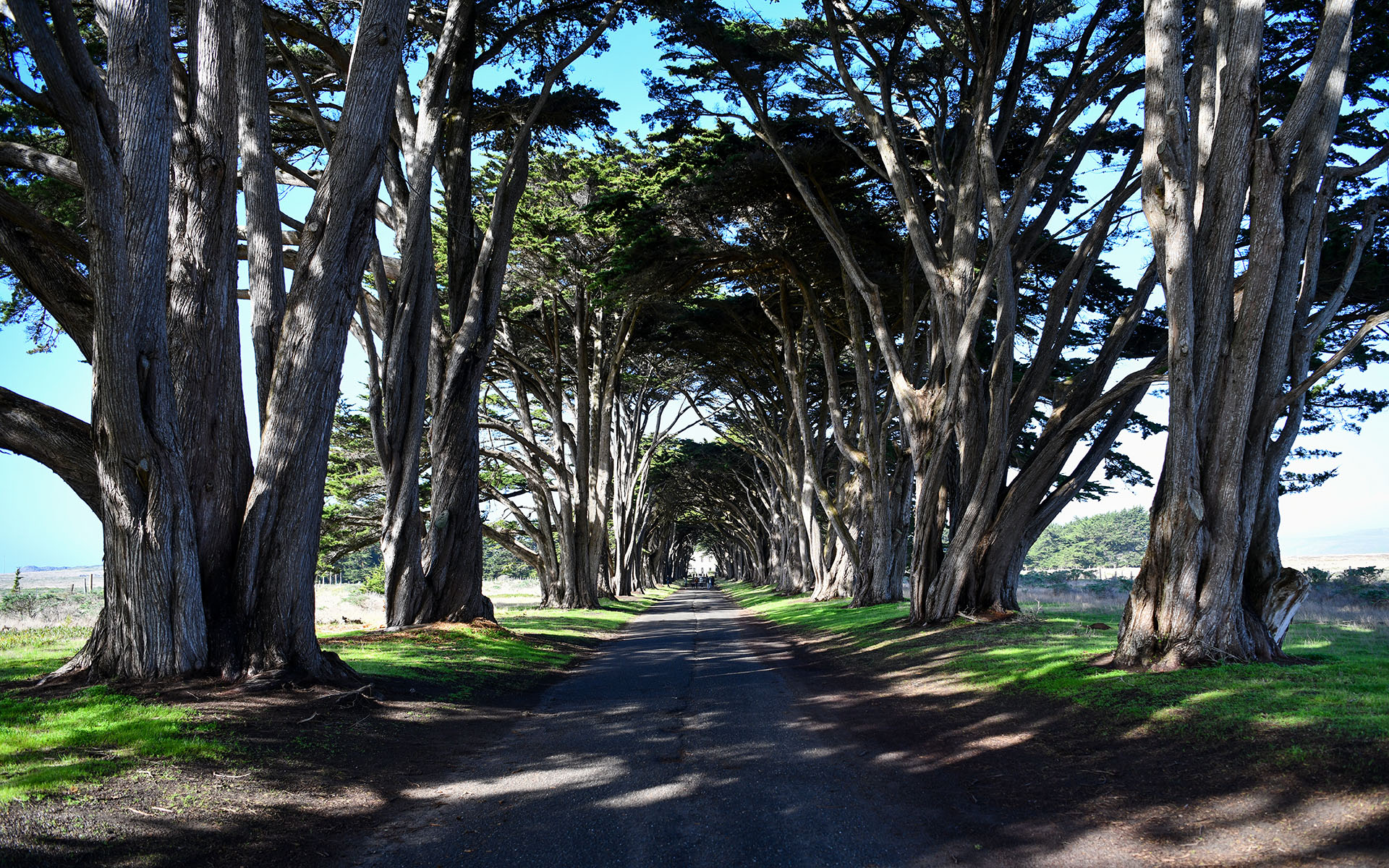 2020.01_Cypress-Tree-Tunnel_Point-Reyes-National-Seashore_California_USA_01