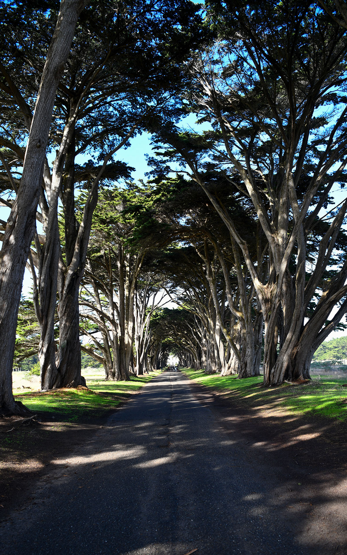 2020.01_Cypress-Tree-Tunnel_Point-Reyes-National-Seashore_California_USA_02