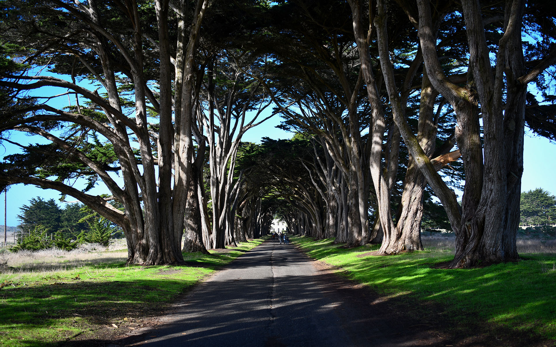2020.01_Cypress-Tree-Tunnel_Point-Reyes-National-Seashore_California_USA_03