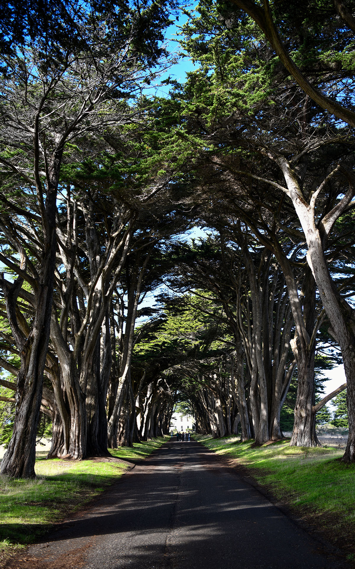 2020.01_Cypress-Tree-Tunnel_Point-Reyes-National-Seashore_California_USA_04