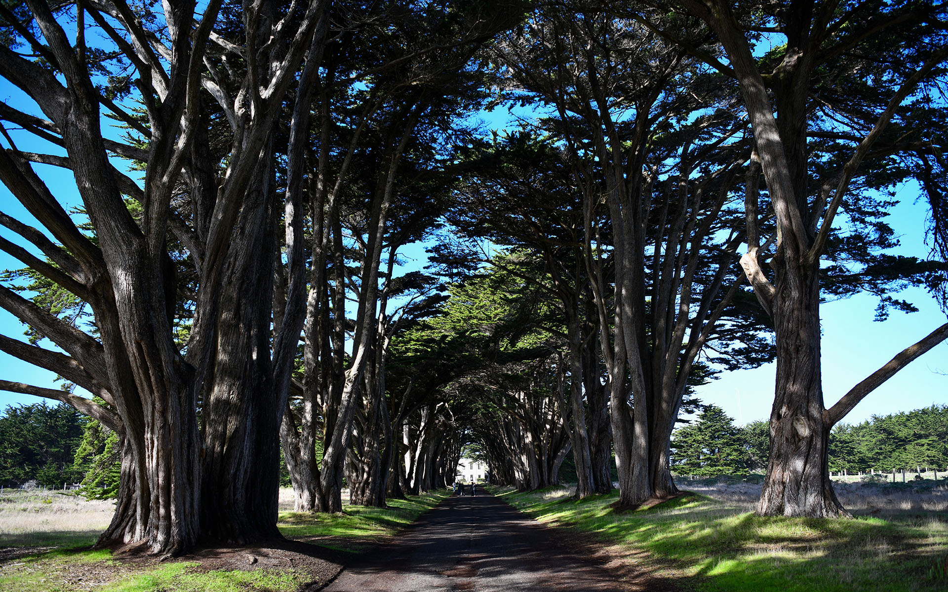 2020.01_Cypress-Tree-Tunnel_Point-Reyes-National-Seashore_California_USA_05