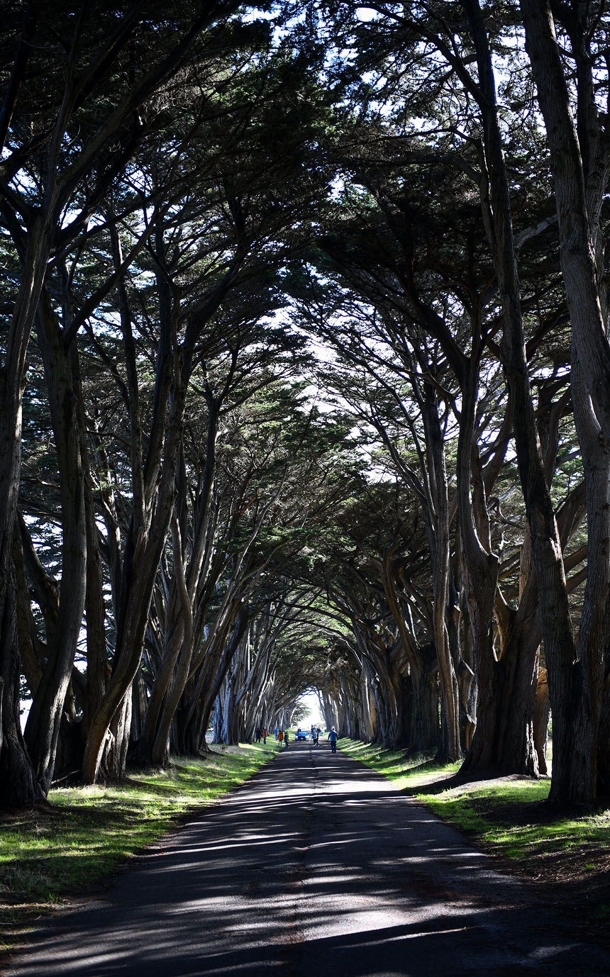 2020.01_Cypress-Tree-Tunnel_Point-Reyes-National-Seashore_California_USA_06