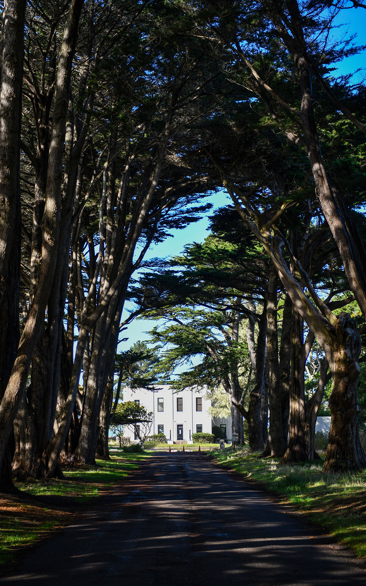 2020.01_Cypress-Tree-Tunnel_Point-Reyes-National-Seashore_California_USA_07